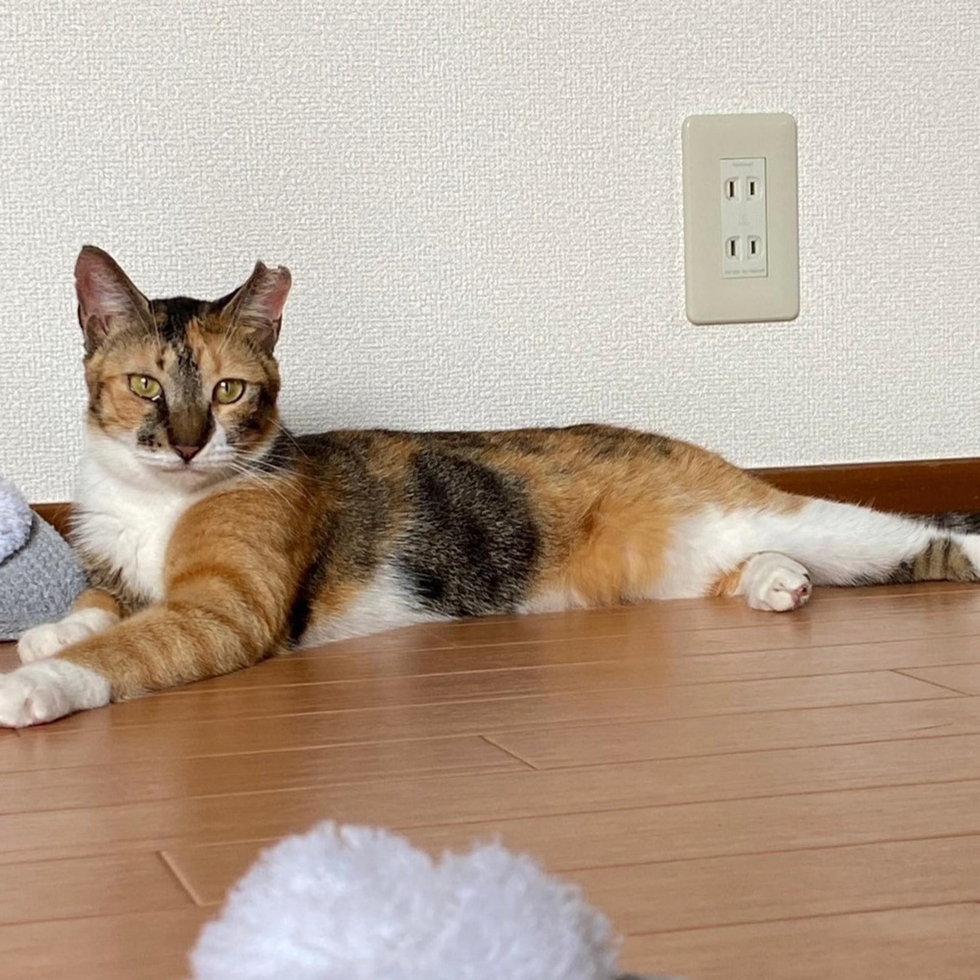 pet-image-2