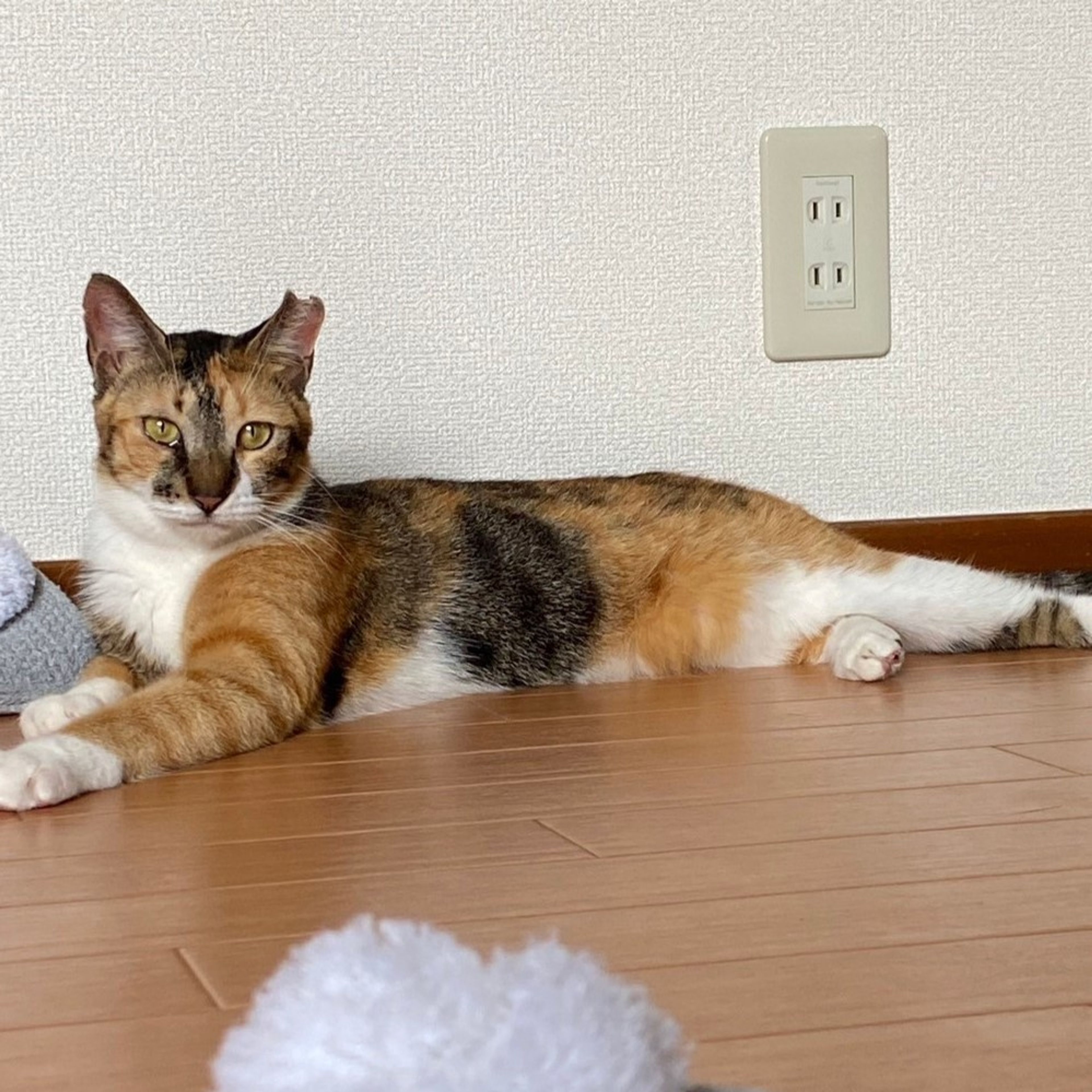 pet-image-2