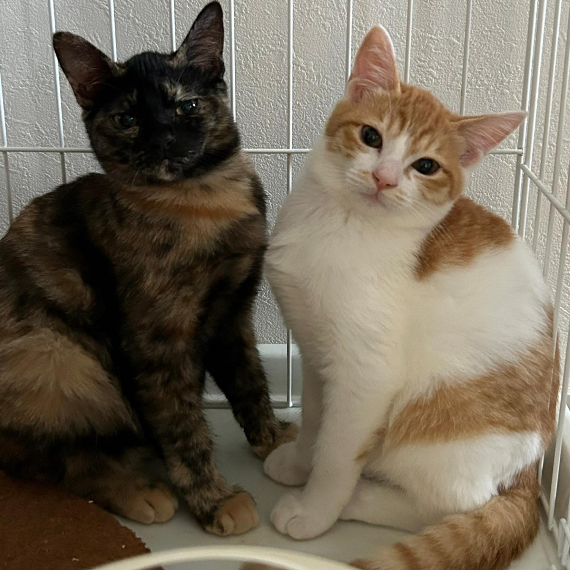 pet-image-6