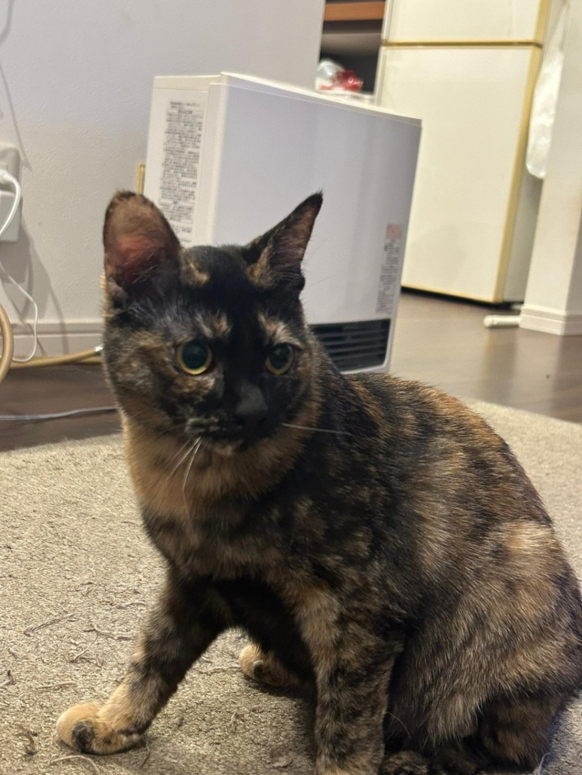 pet-image-3