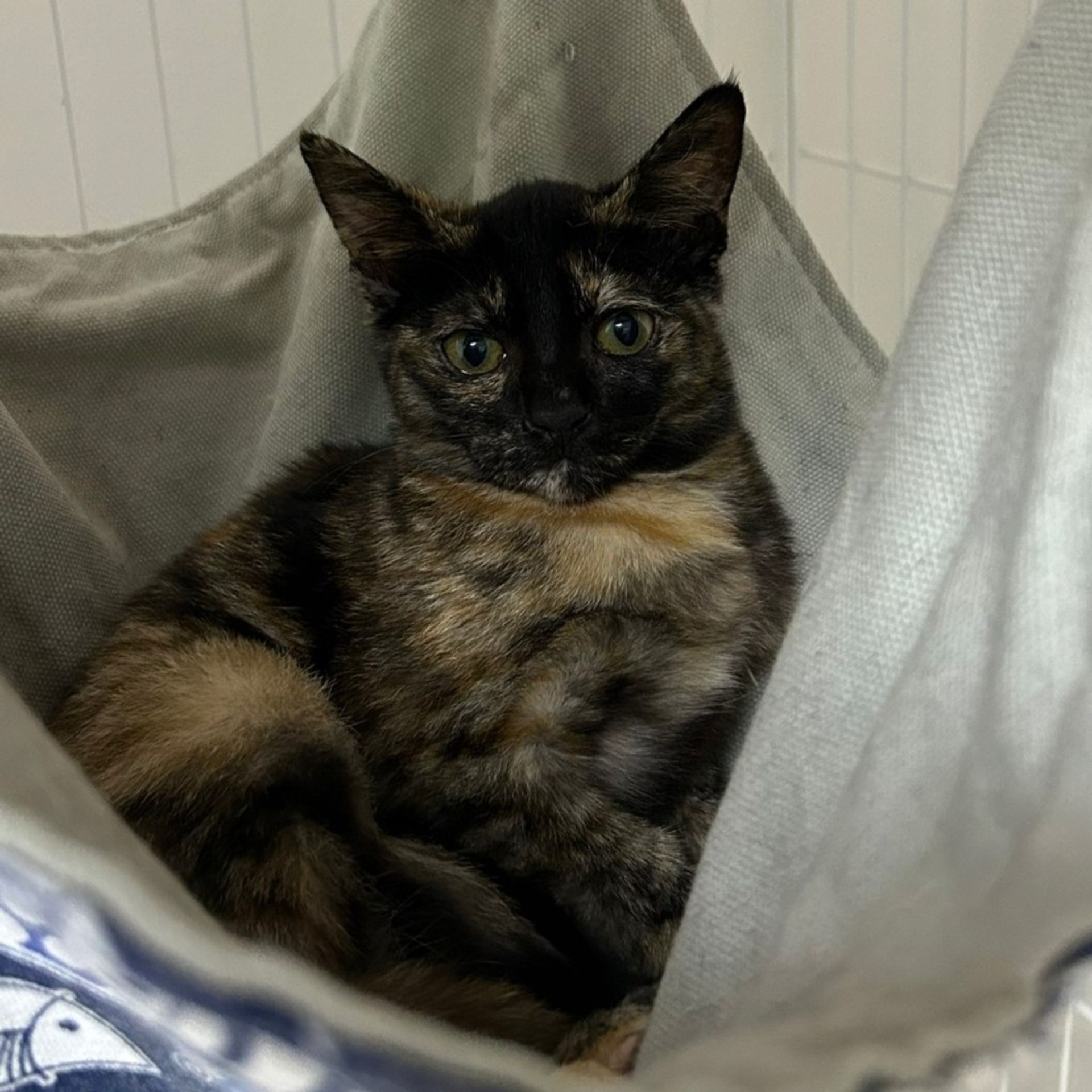 雑種（ミックス猫）・メスの里親募集の写真
