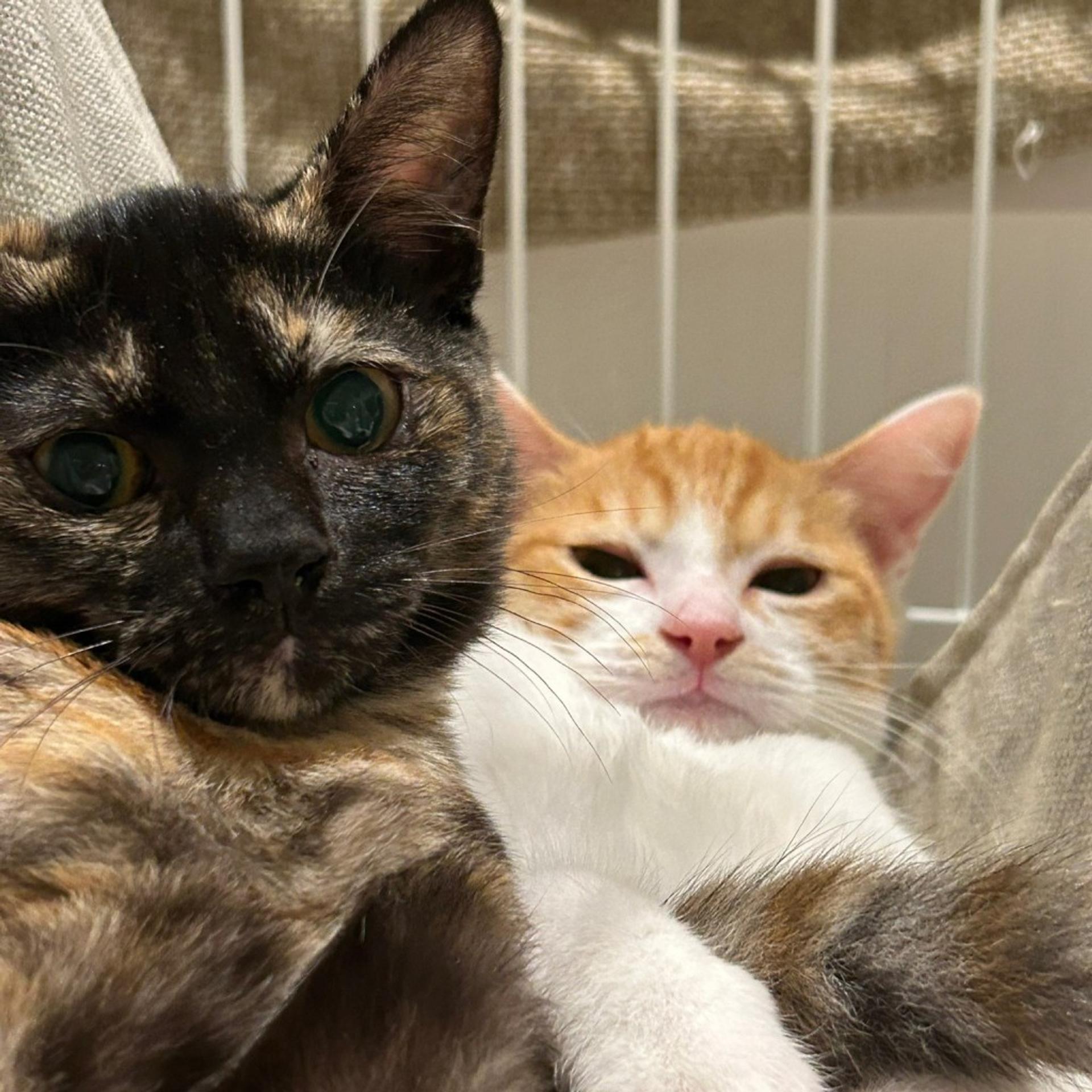 pet-image-4