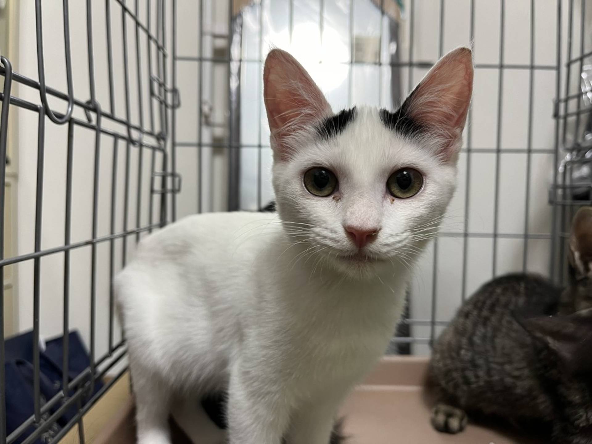 雑種（ミックス猫）・メスの里親募集の写真
