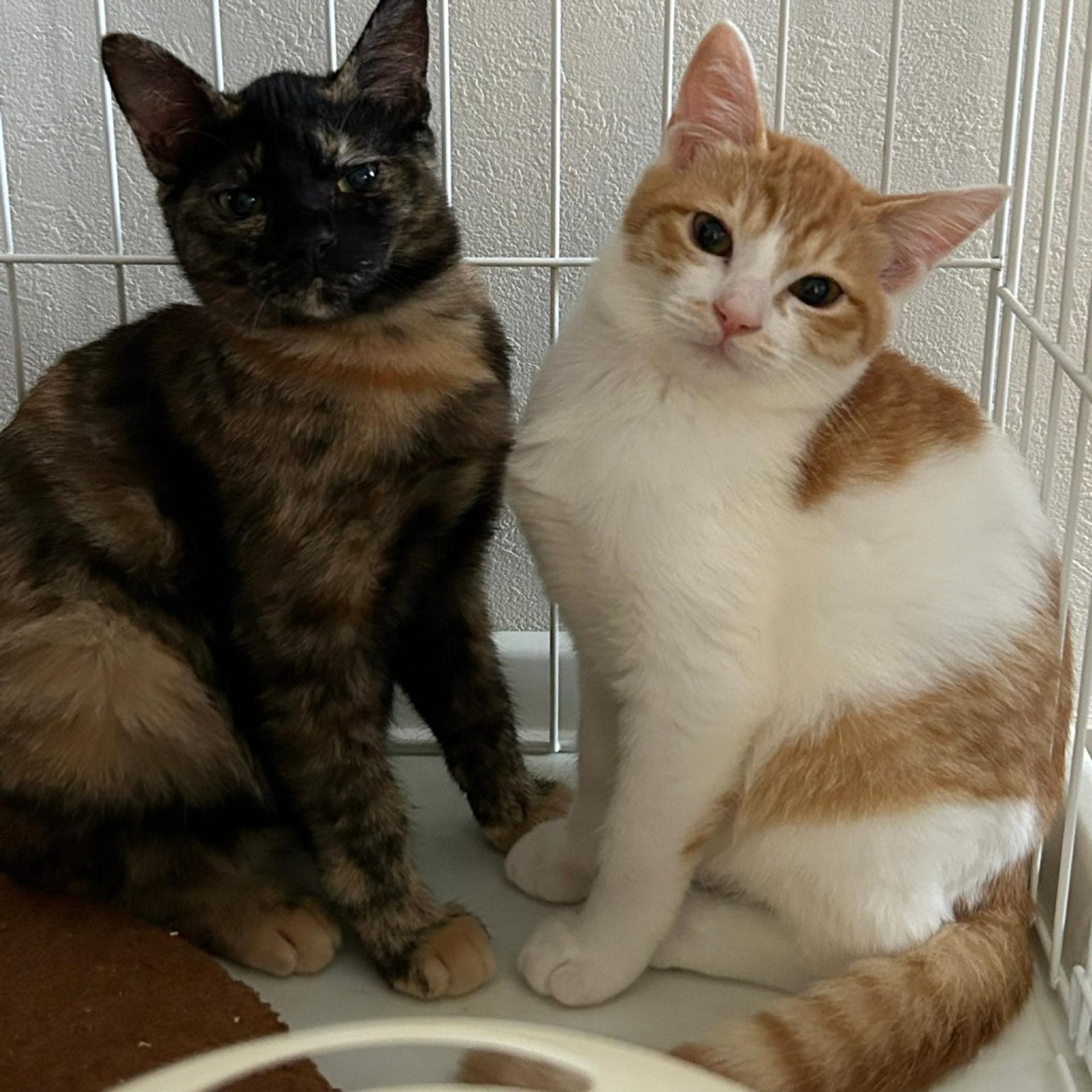 pet-image-4