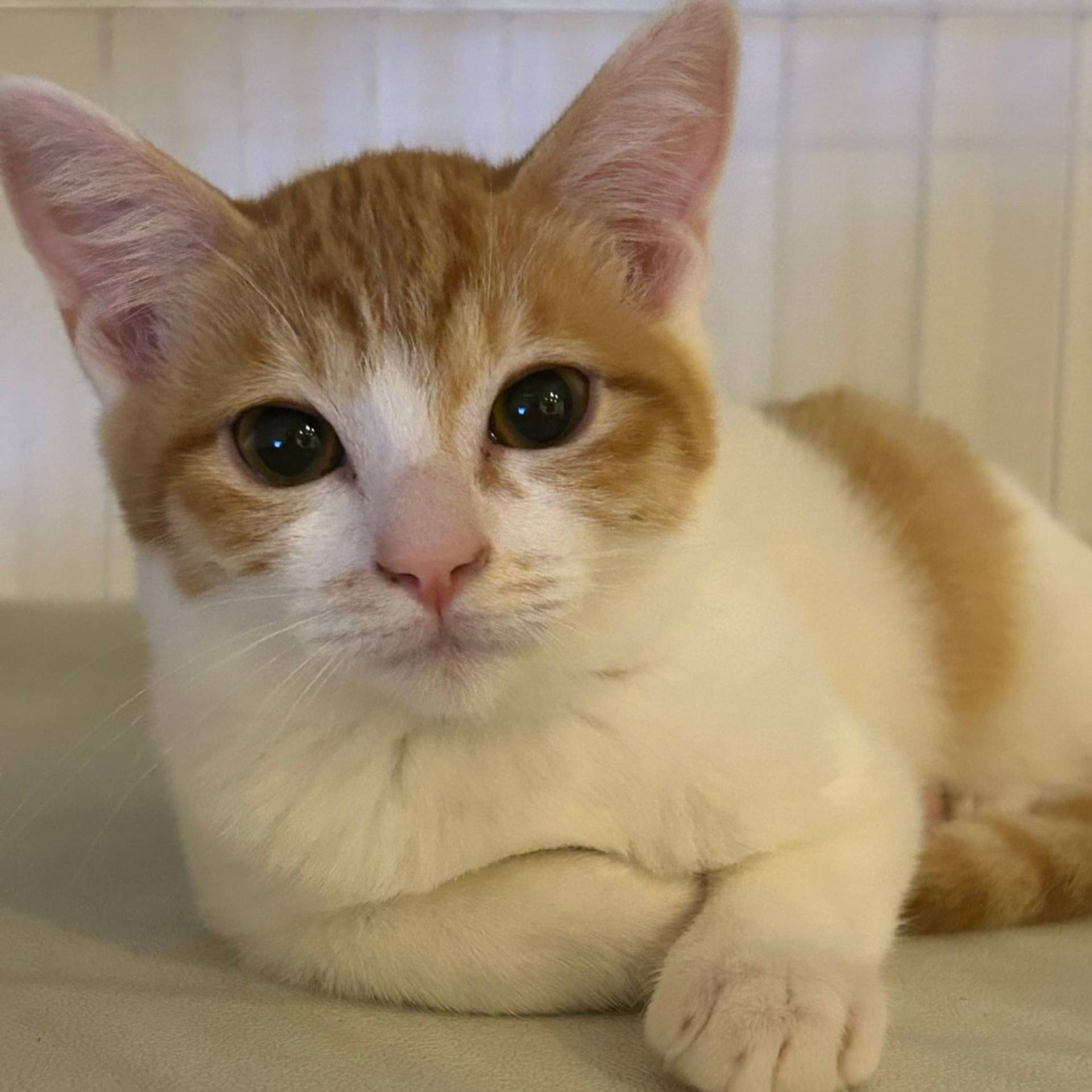 雑種（ミックス猫）・メスの里親募集の写真