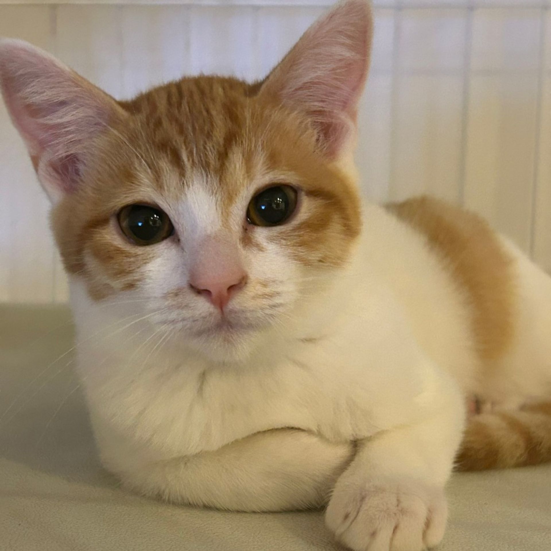 雑種（ミックス猫）・メスの里親募集の写真