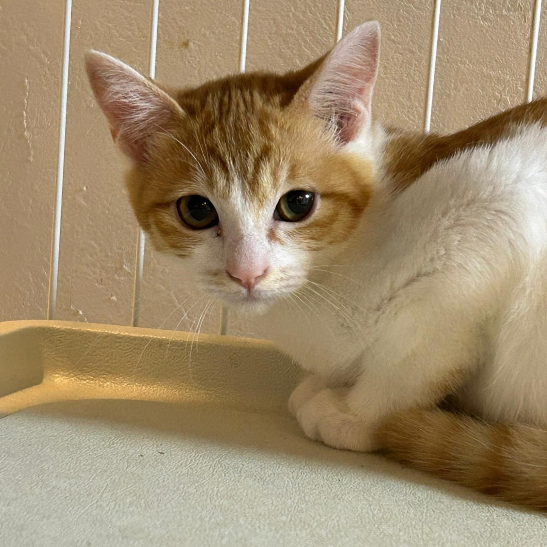 pet-image-2