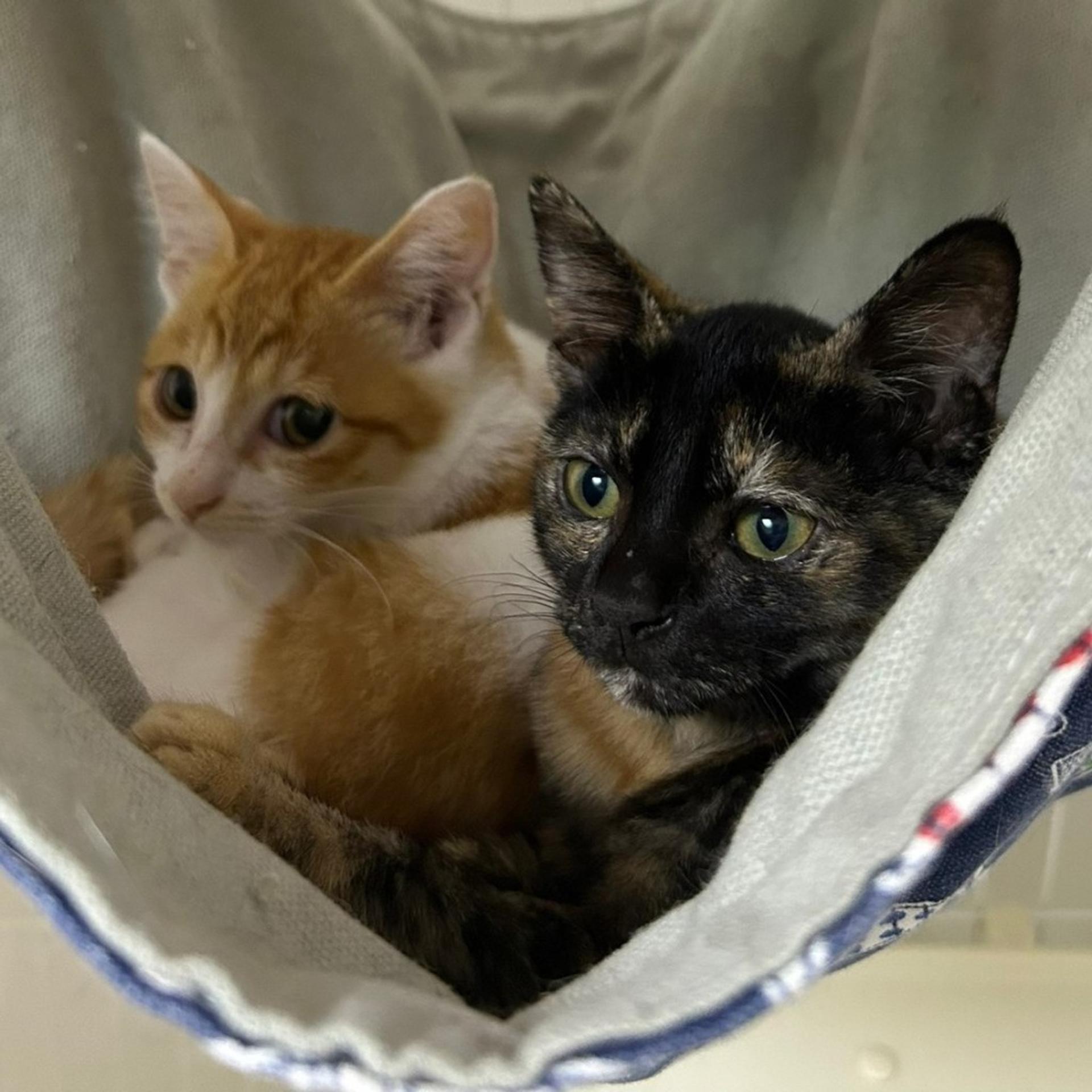pet-image-6