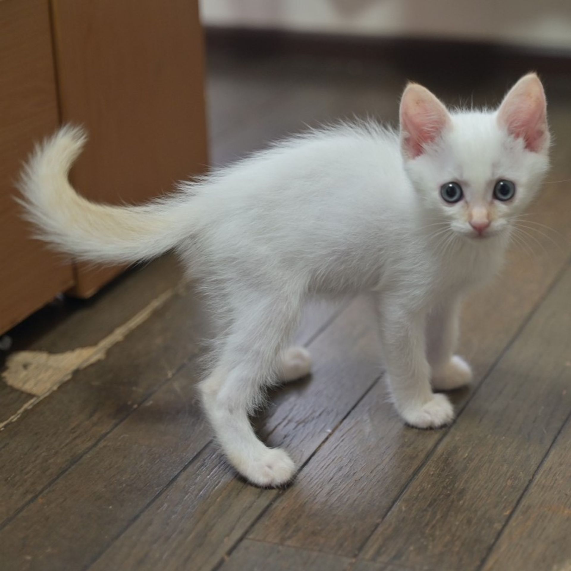 雑種（ミックス猫）・メスの里親募集の写真
