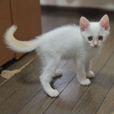 ミカの写真