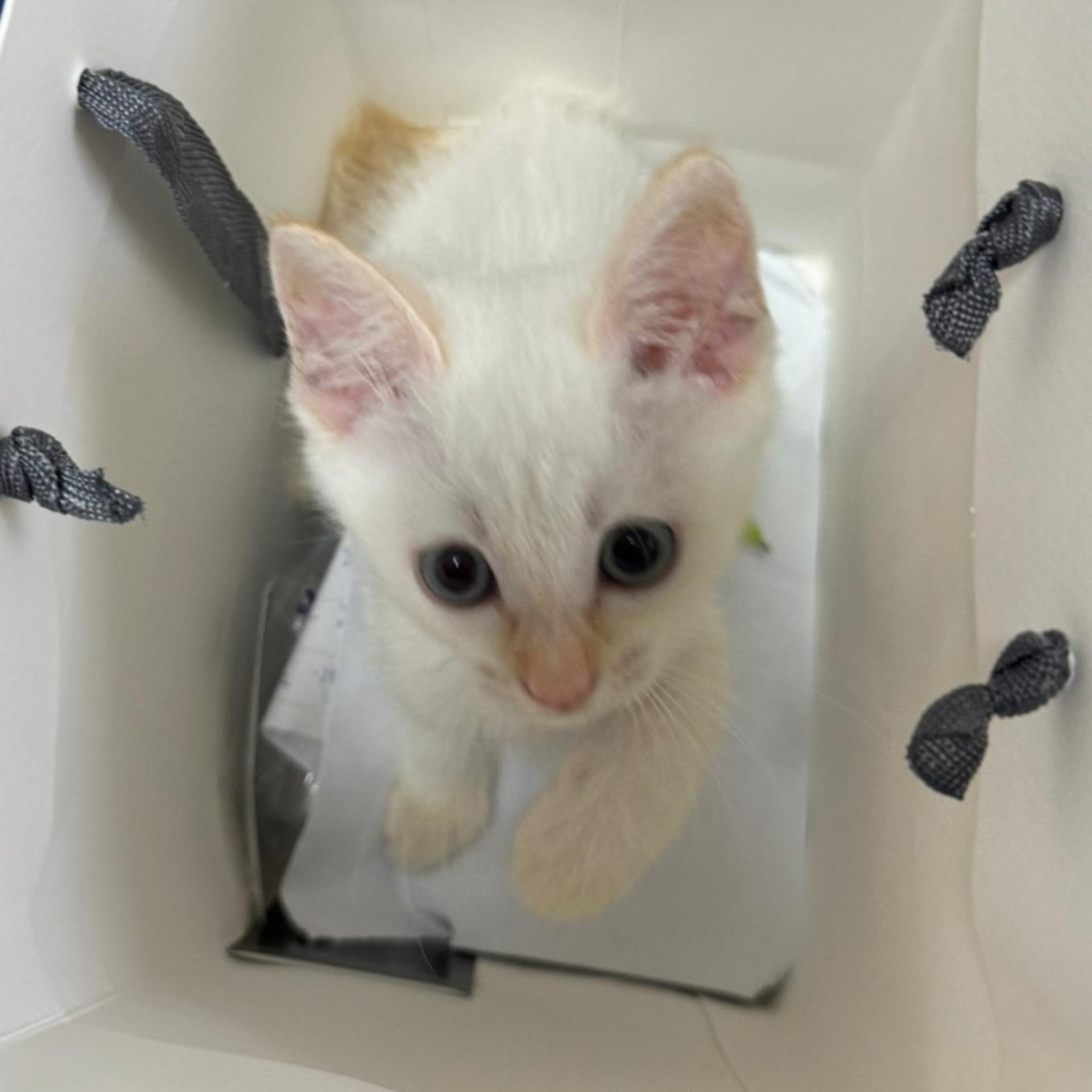 pet-image-3