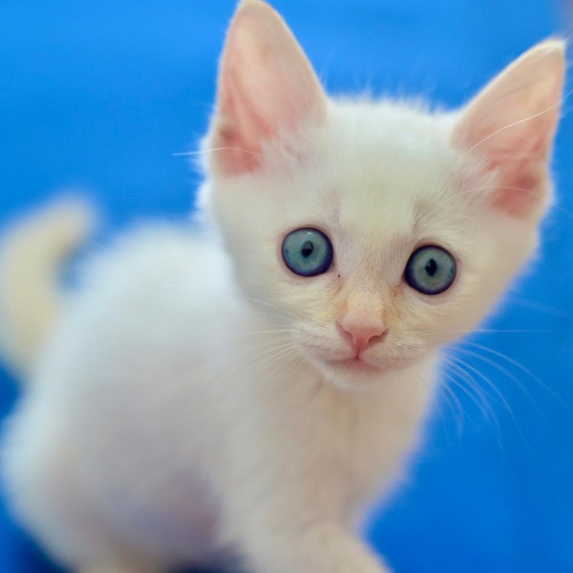 pet-image-5