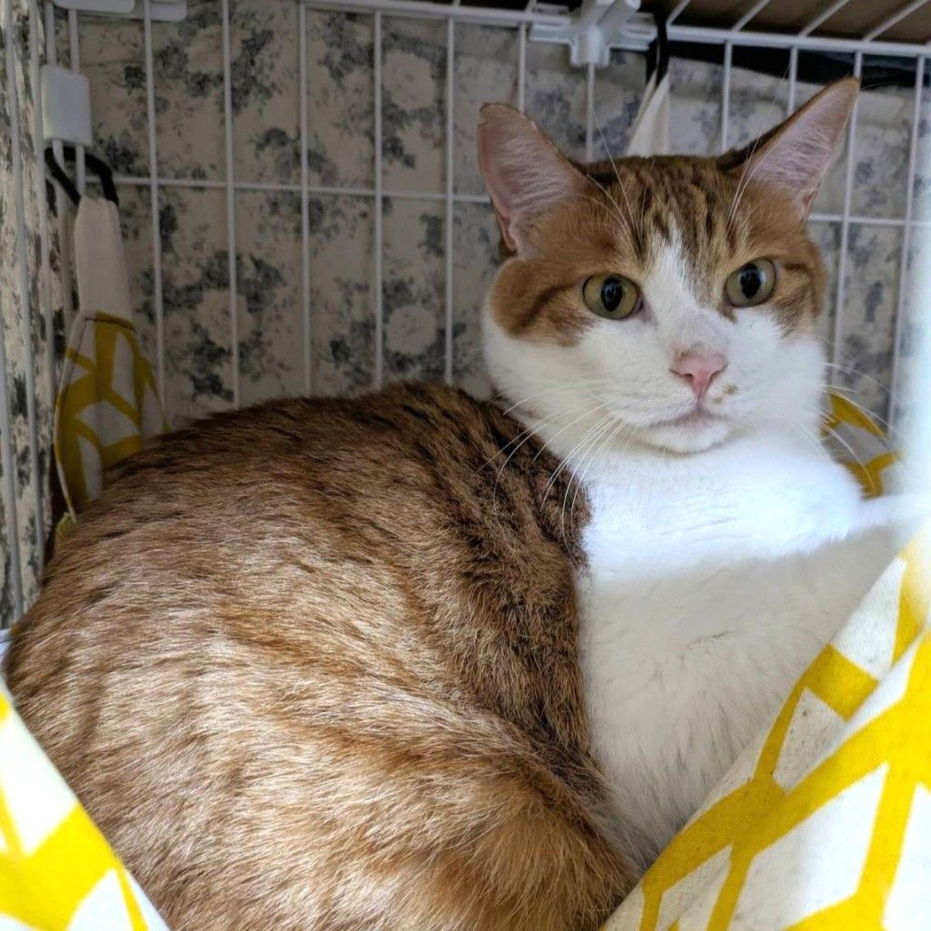 雑種（ミックス猫）・オスの里親募集の写真