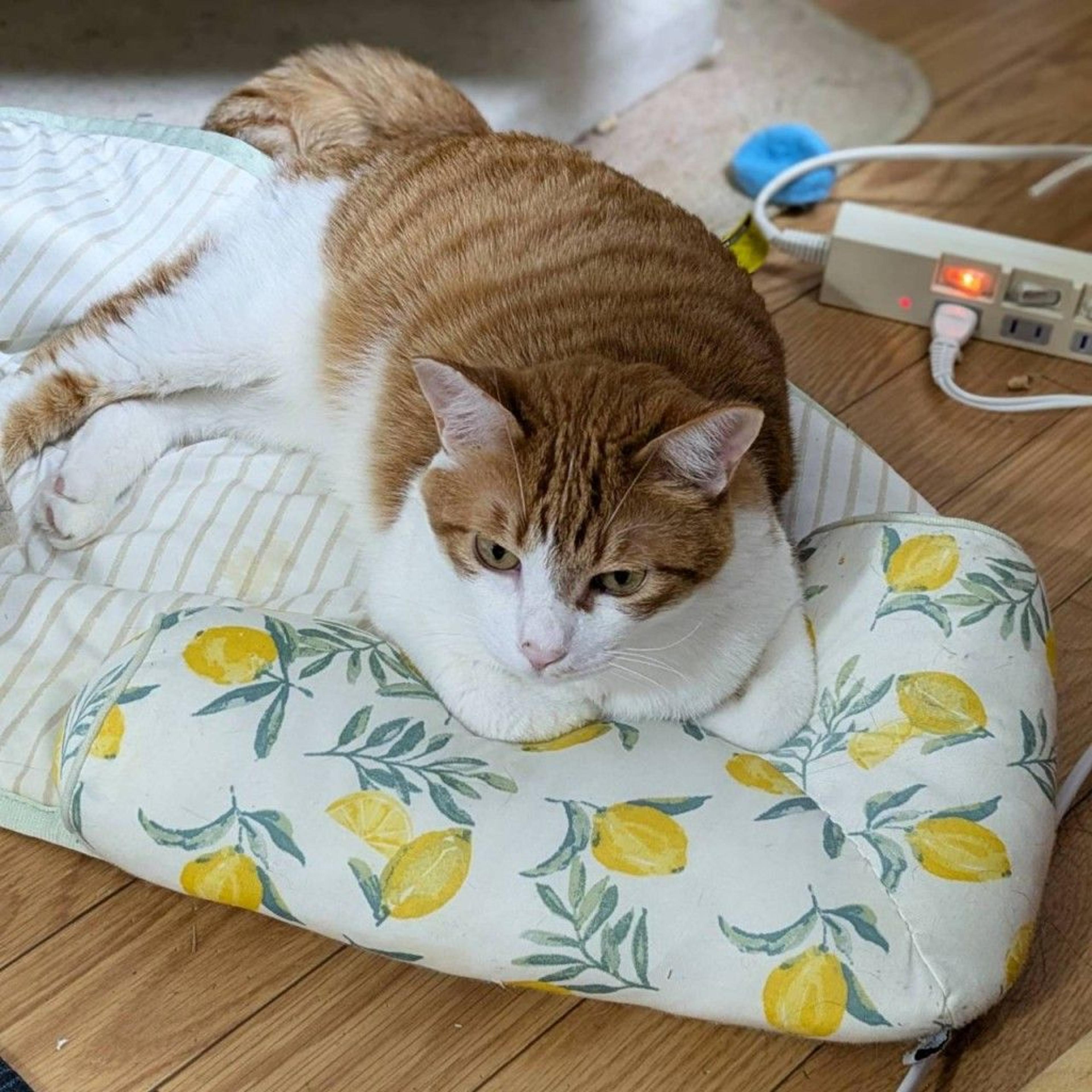 pet-image-3