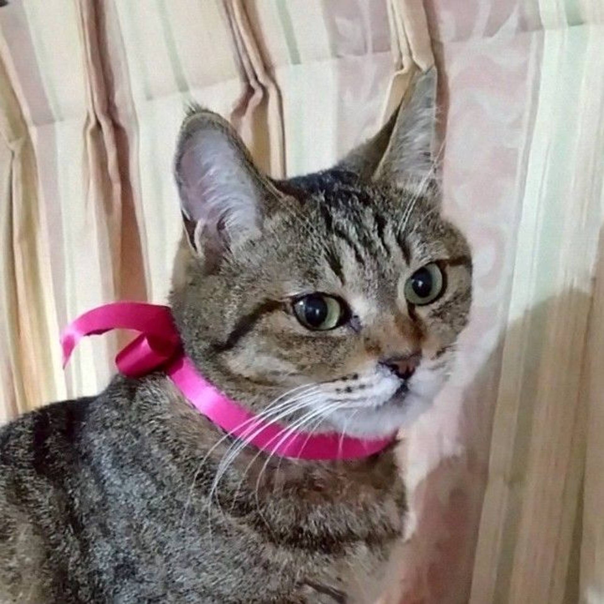 雑種（ミックス猫）・メスの里親募集の写真