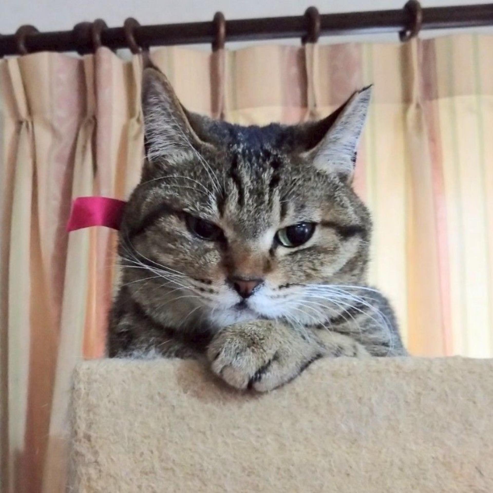 pet-image-2