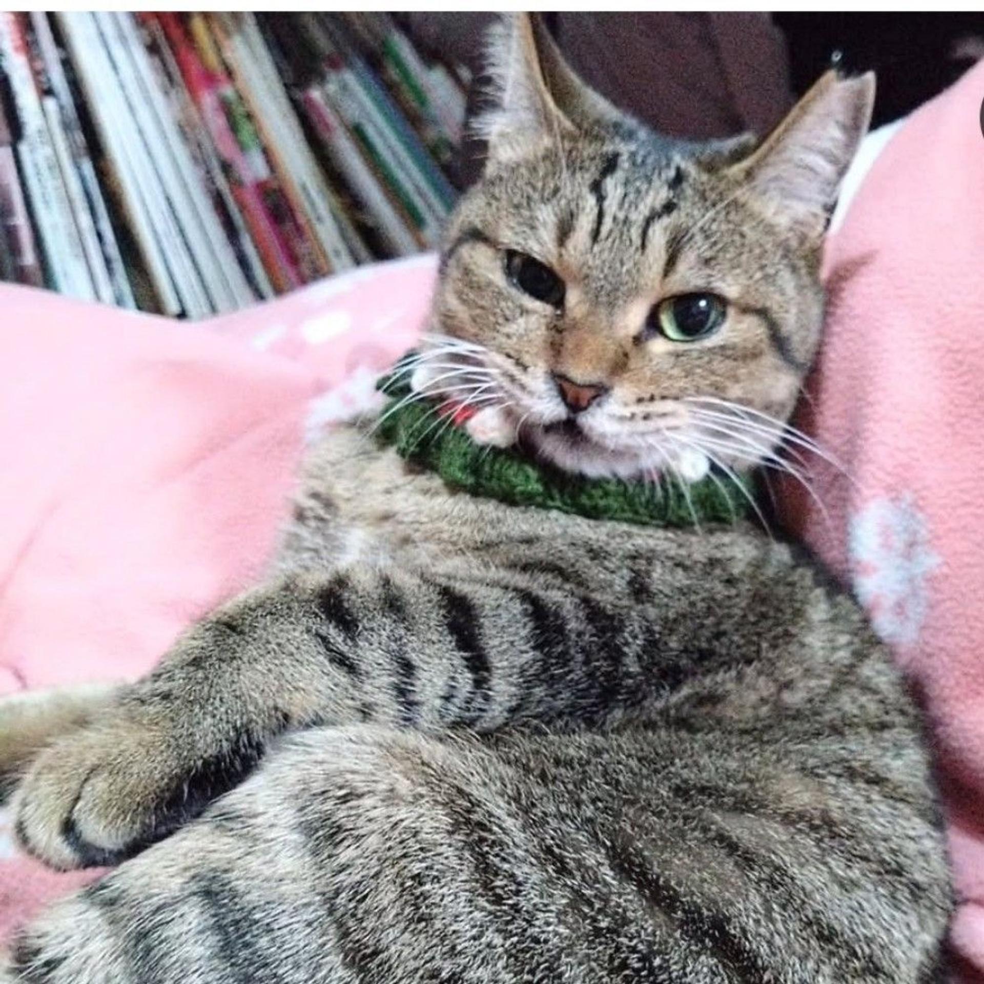 pet-image-3
