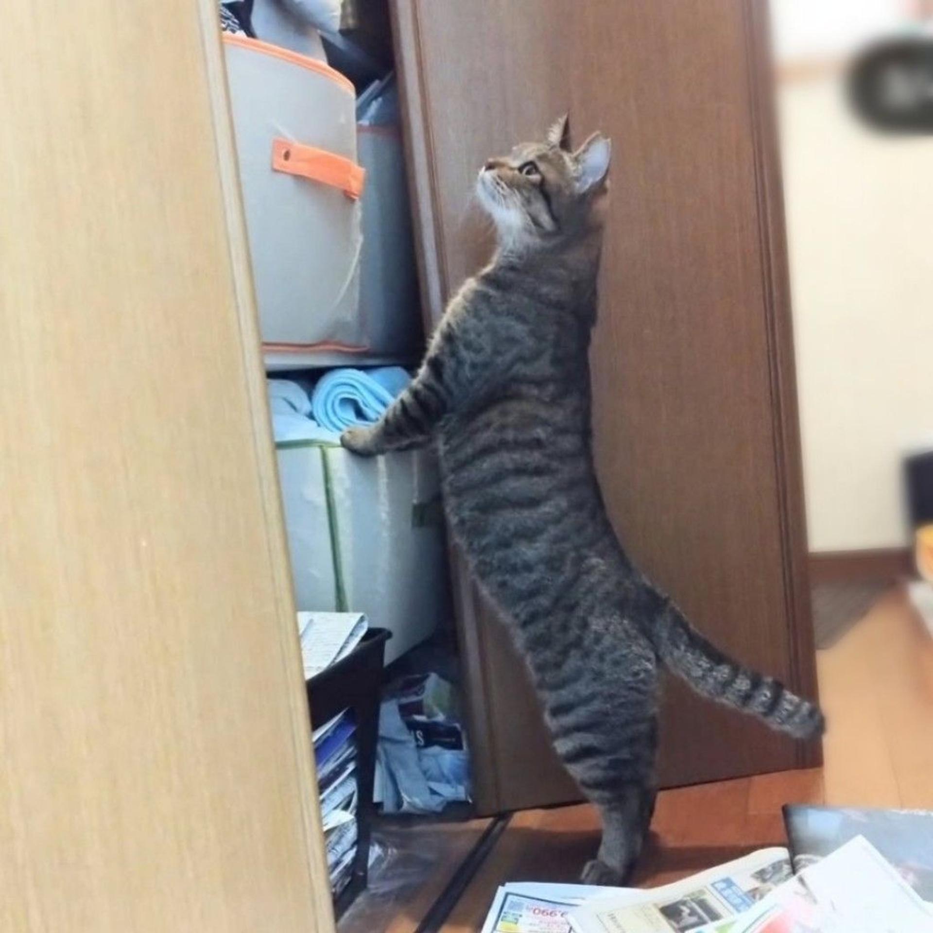 pet-image-5