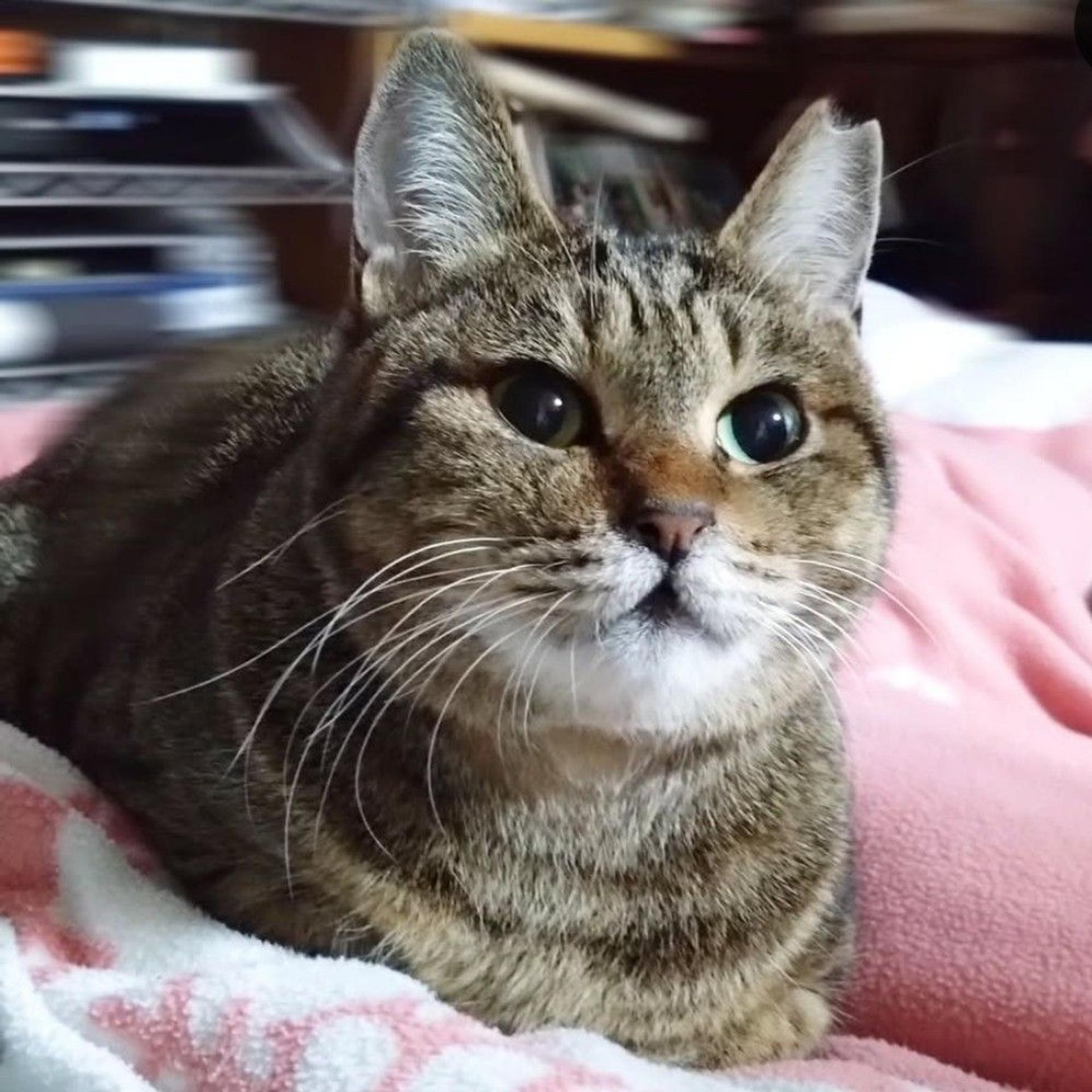 pet-image-4