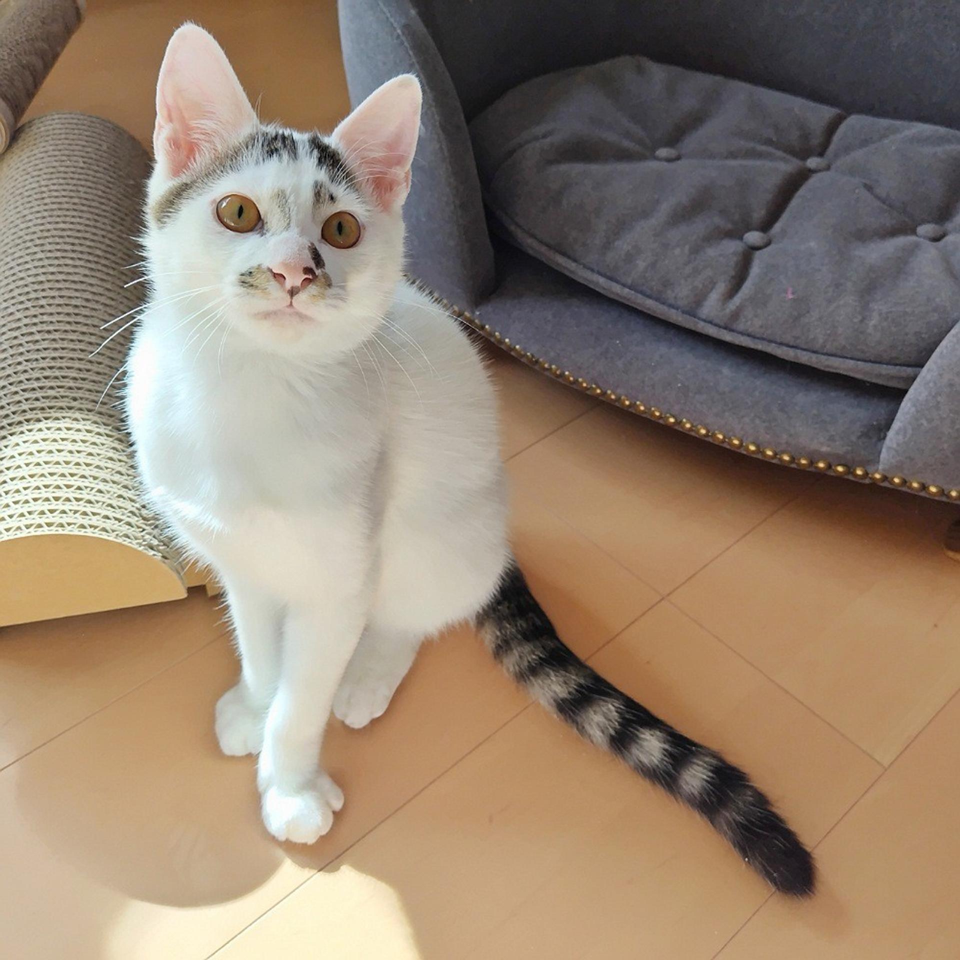 pet-image-3