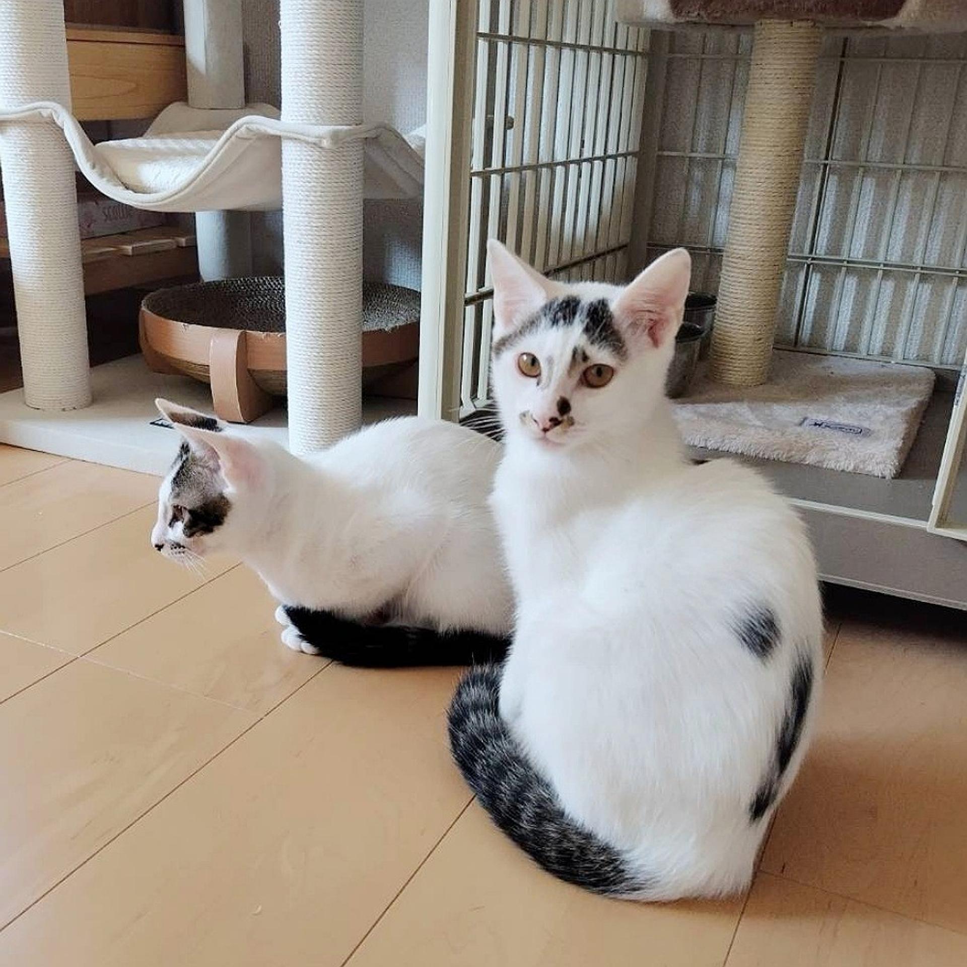 pet-image-5