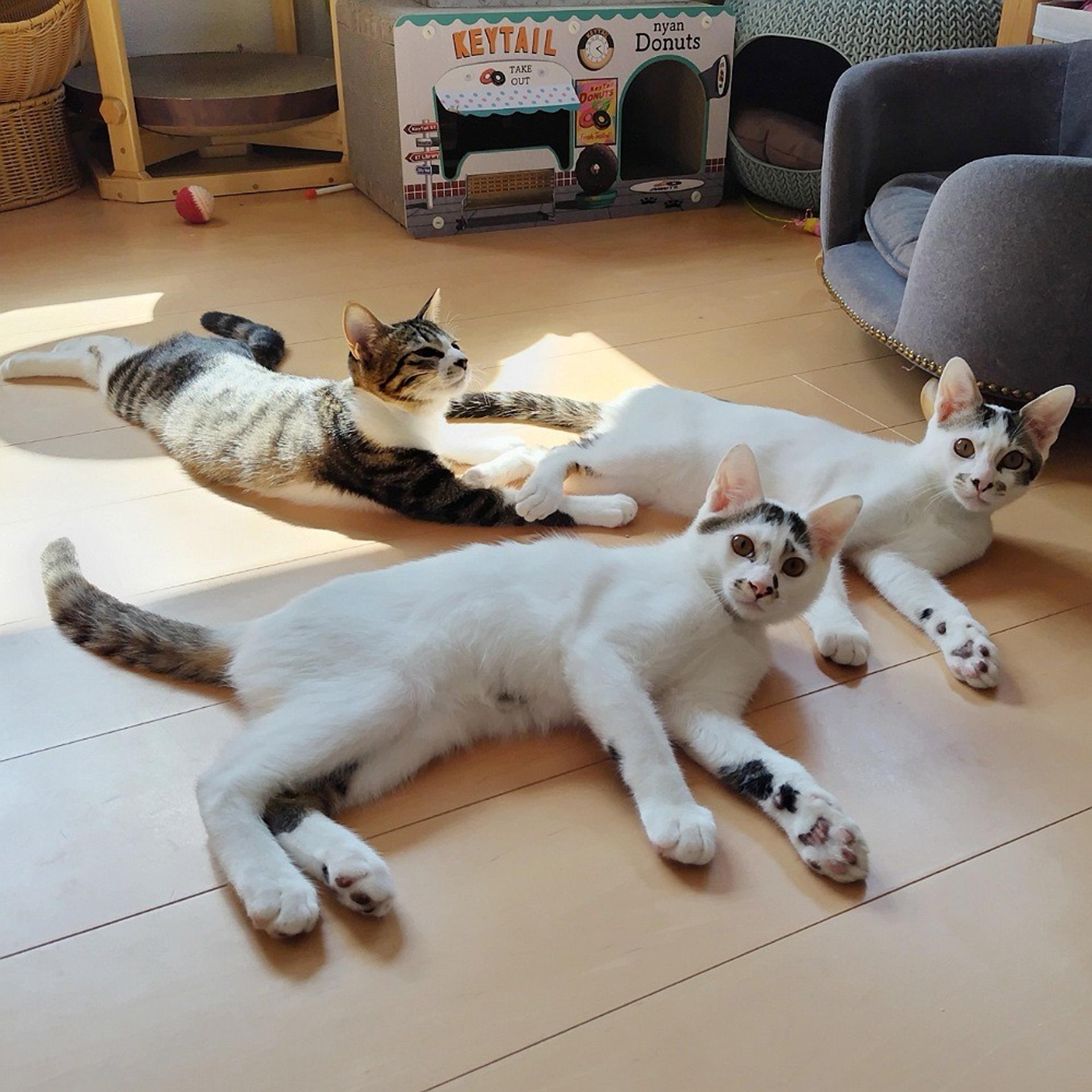 pet-image-6