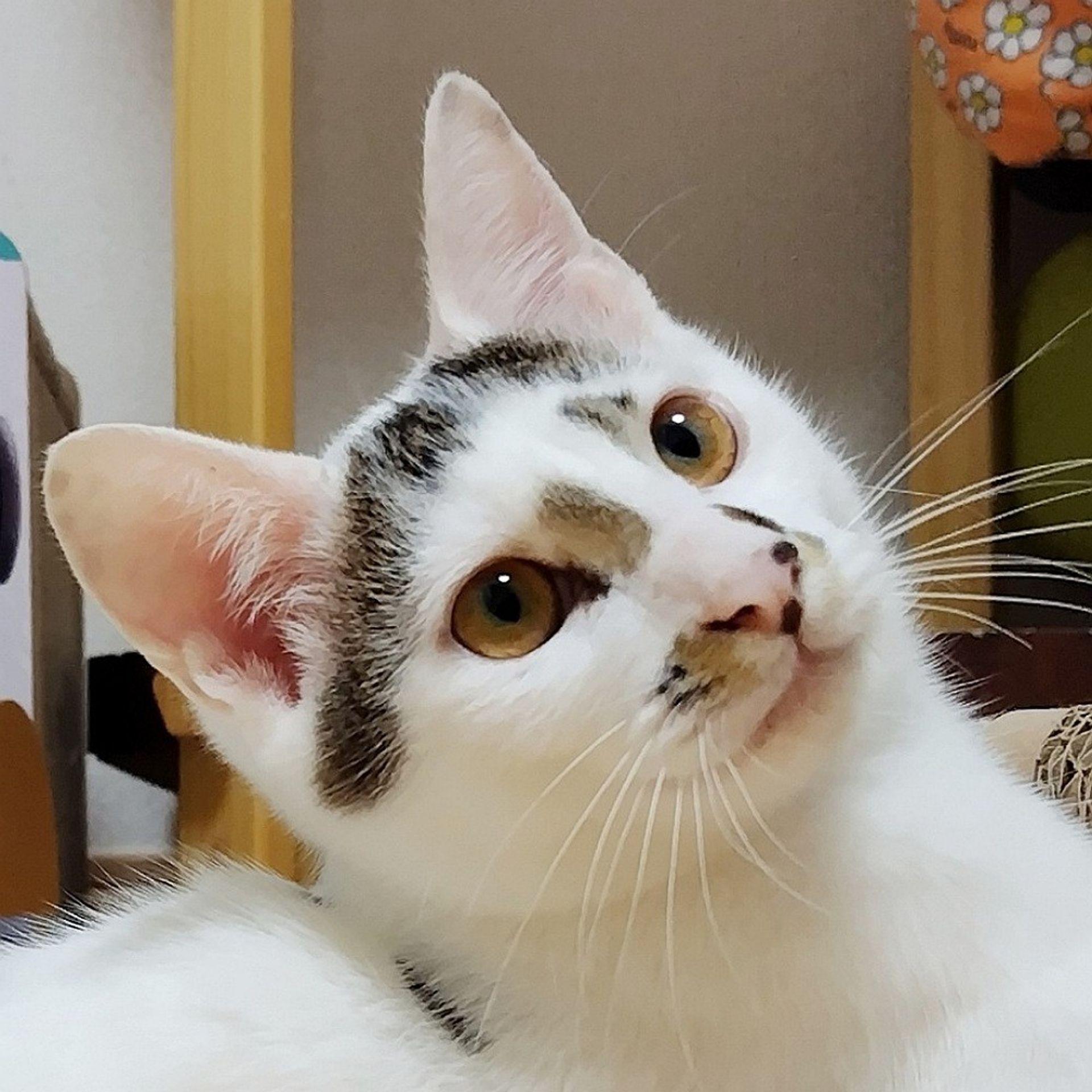 雑種（ミックス猫）・オスの里親募集の写真