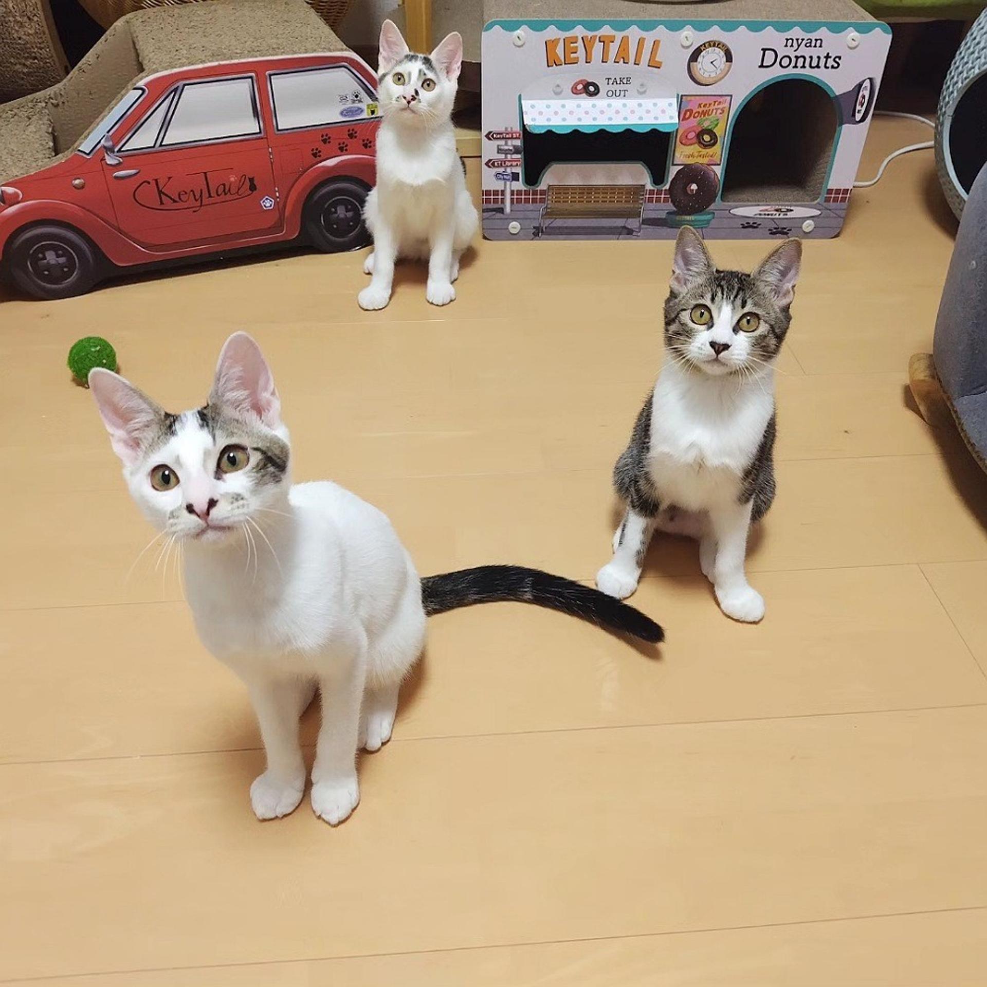 pet-image-6