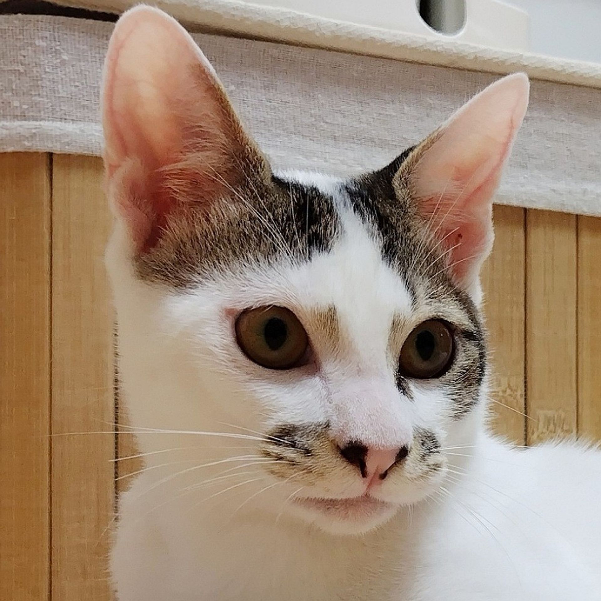 雑種（ミックス猫）・オスの里親募集の写真