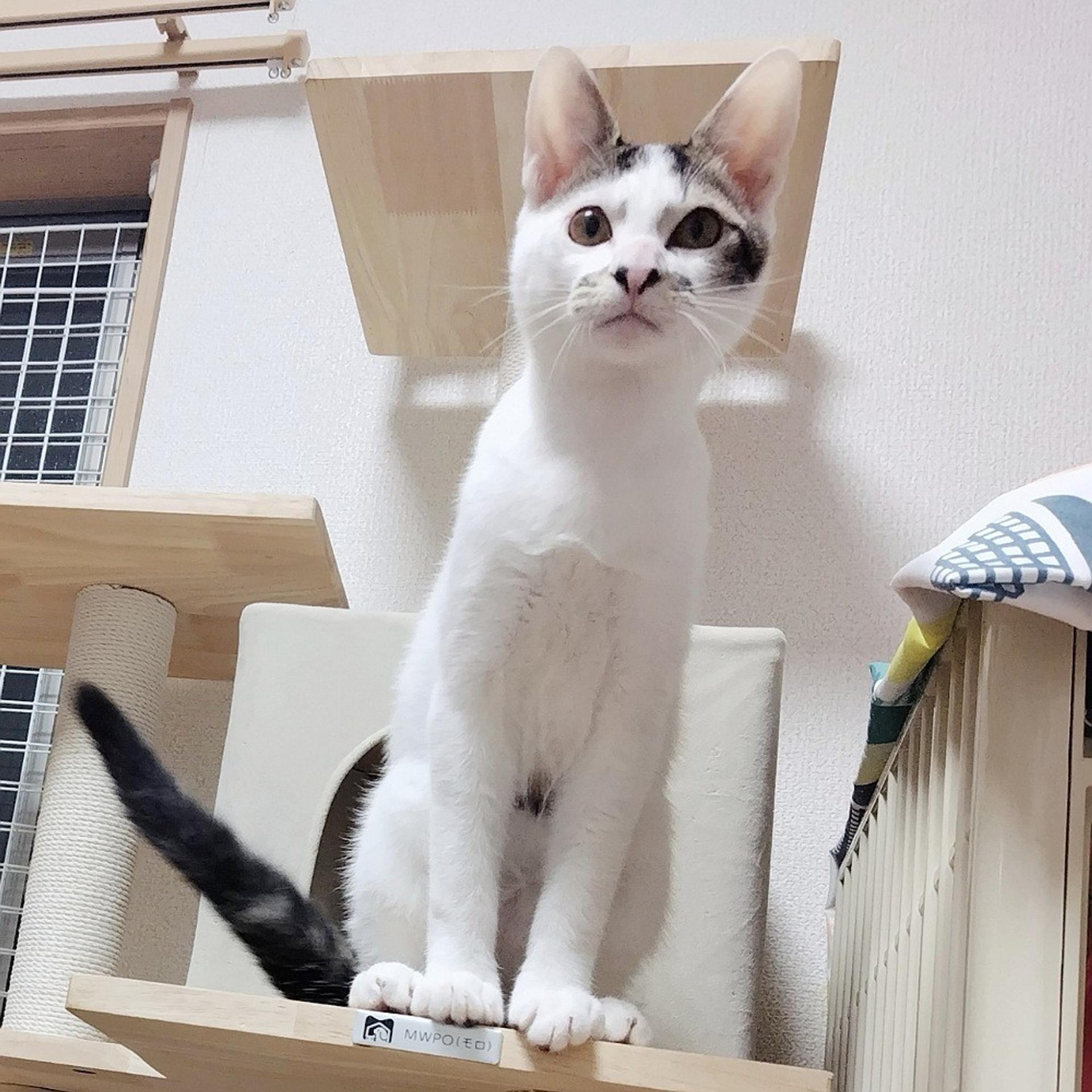 pet-image-4
