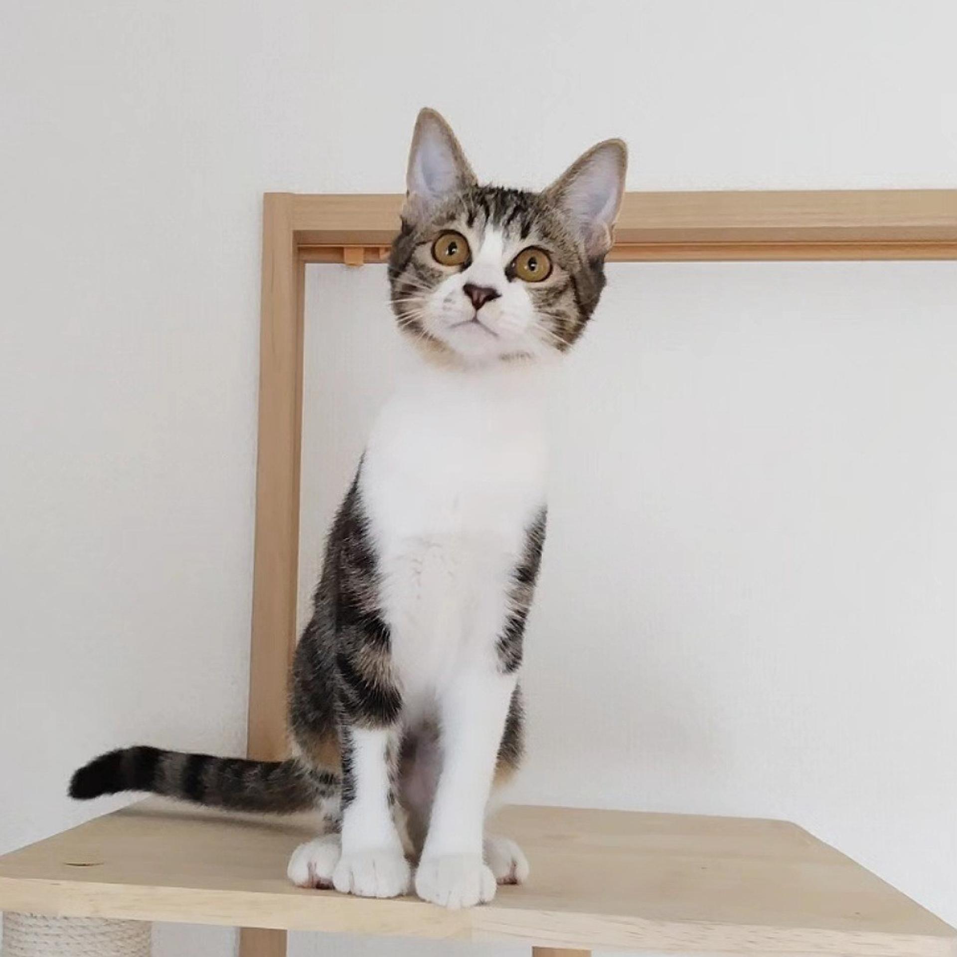 pet-image-4