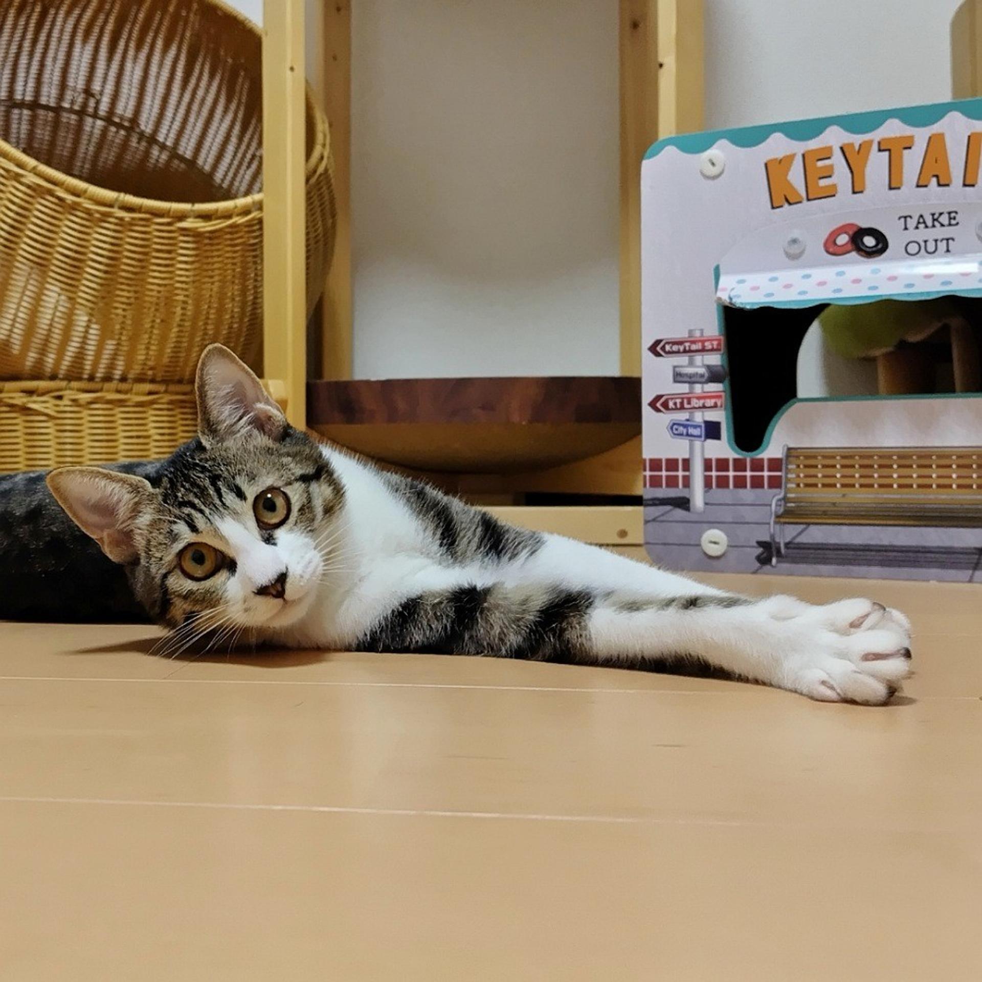 pet-image-5