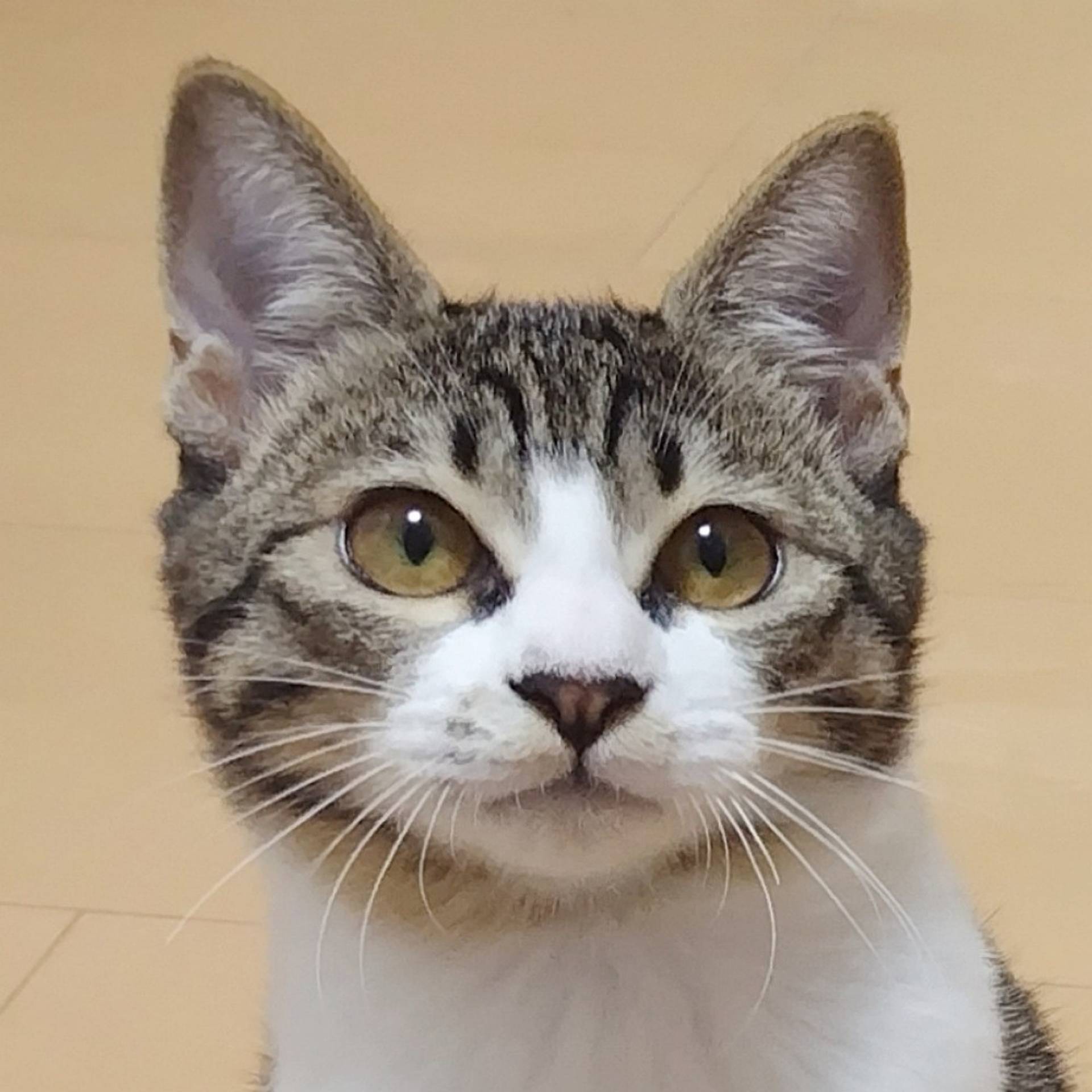 雑種（ミックス猫）・メスの里親募集の写真