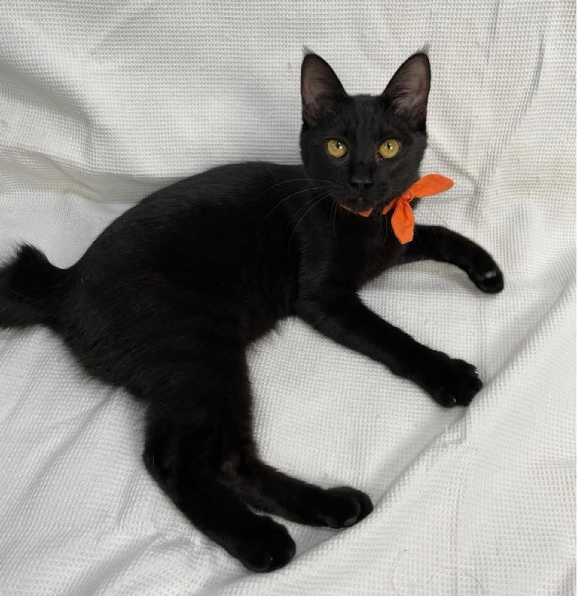 pet-image-3