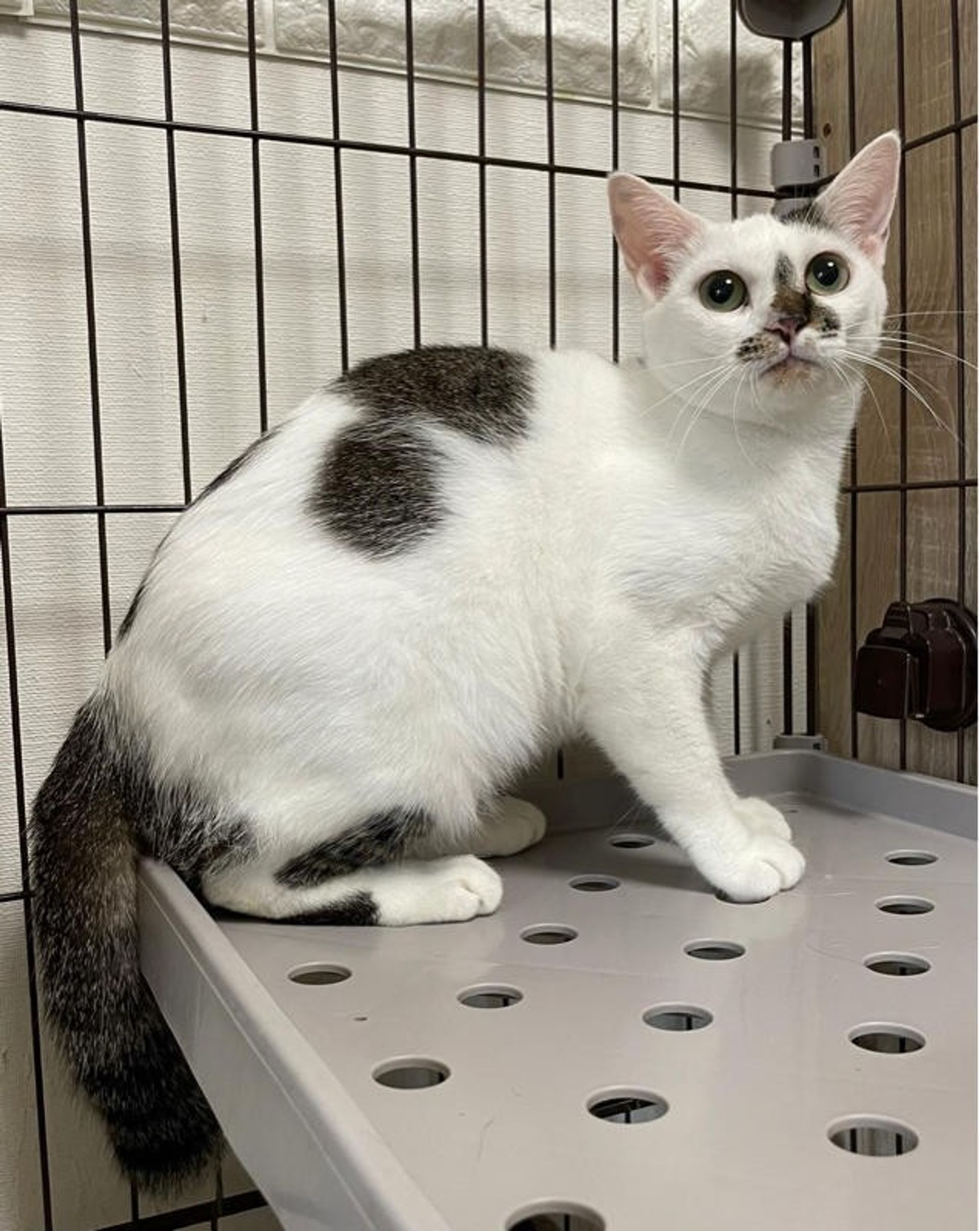 雑種（ミックス猫）・メスの里親募集の写真