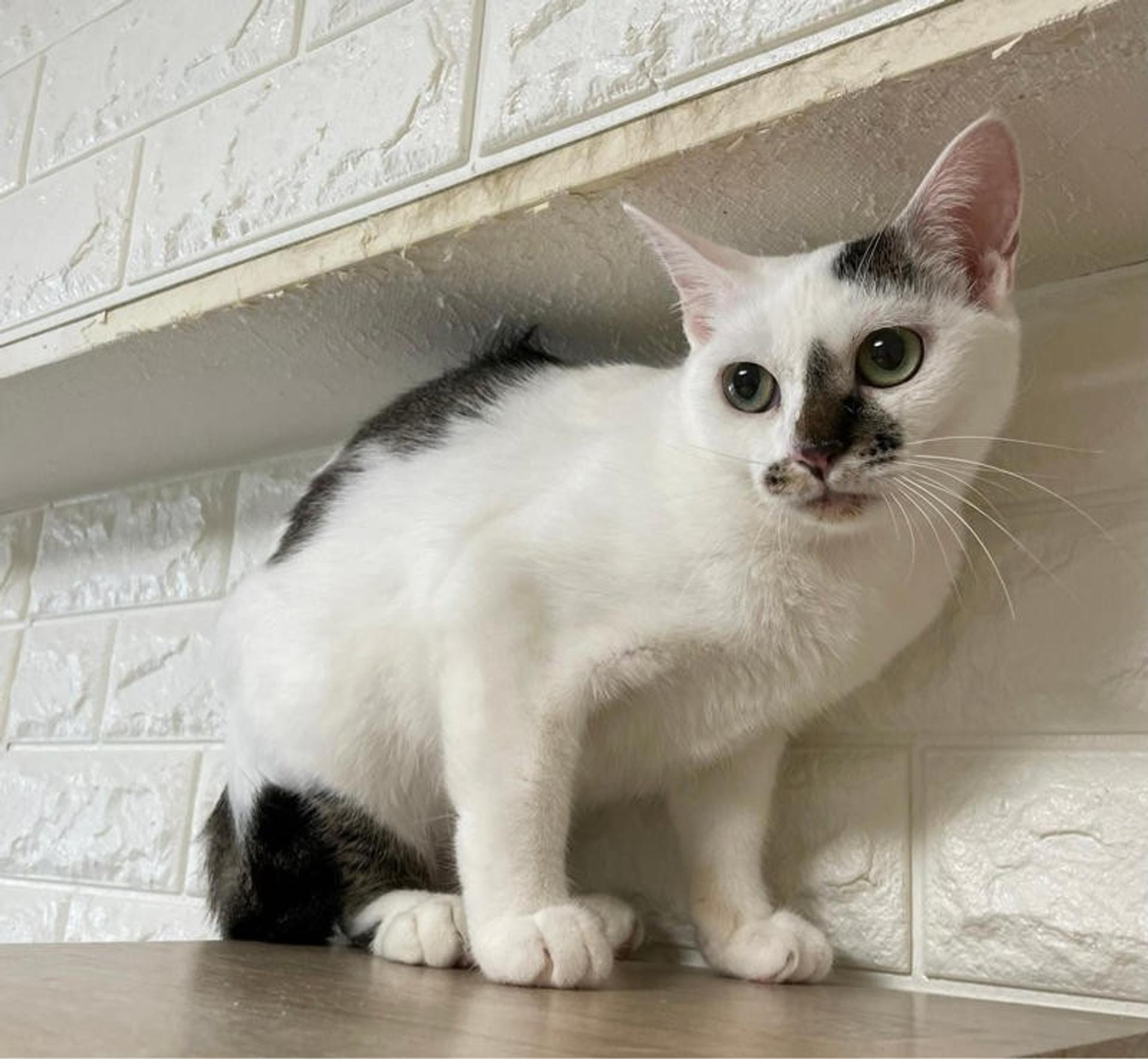 pet-image-2