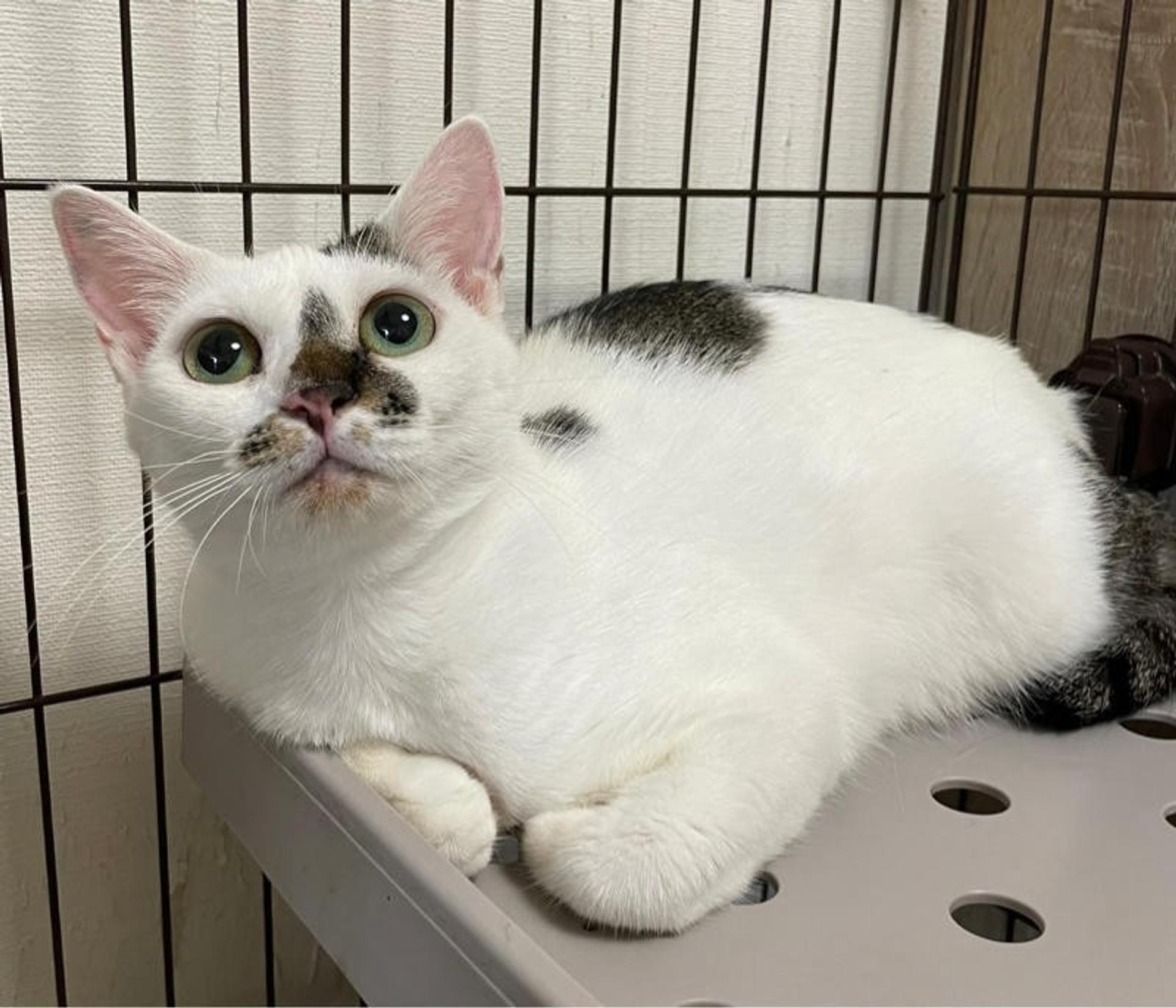 pet-image-4