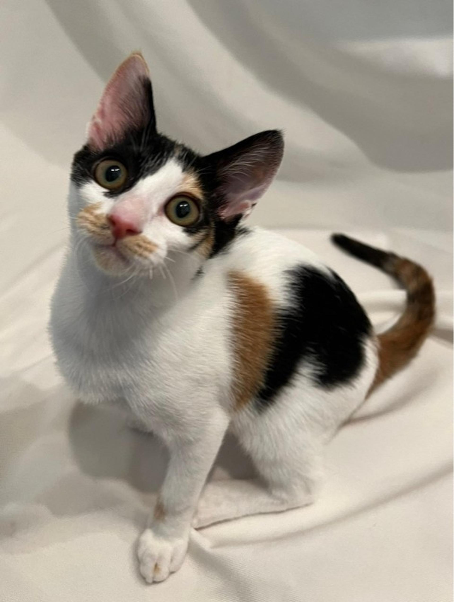 pet-image-3
