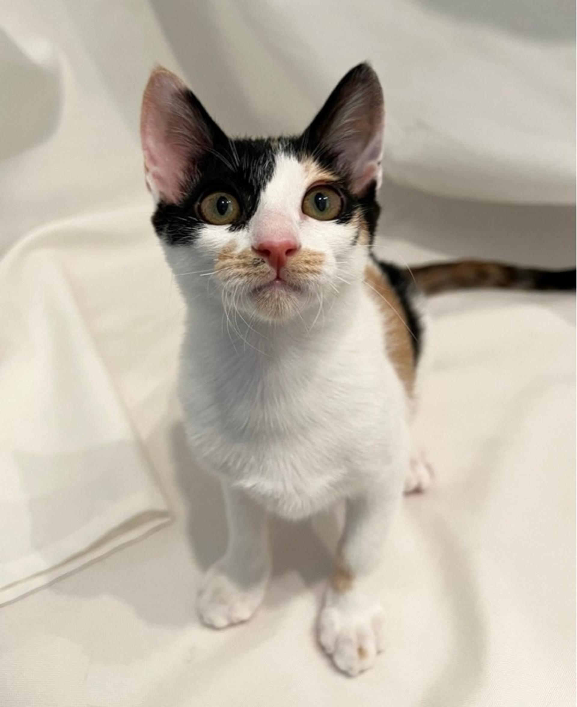 pet-image-4