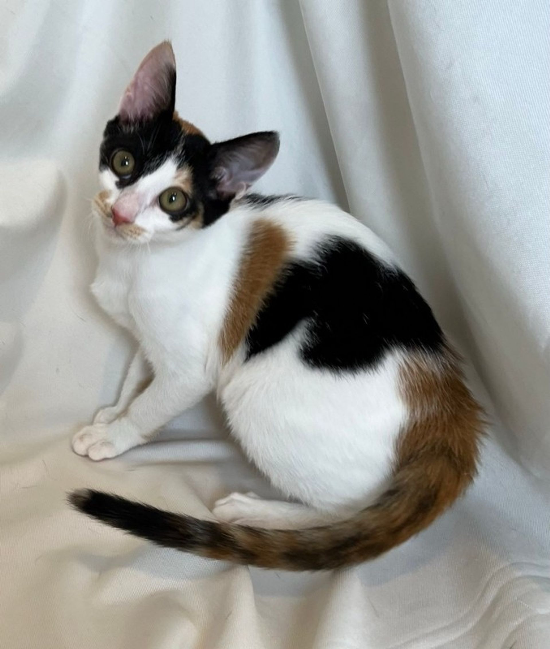 雑種（ミックス猫）・メスの里親募集の写真