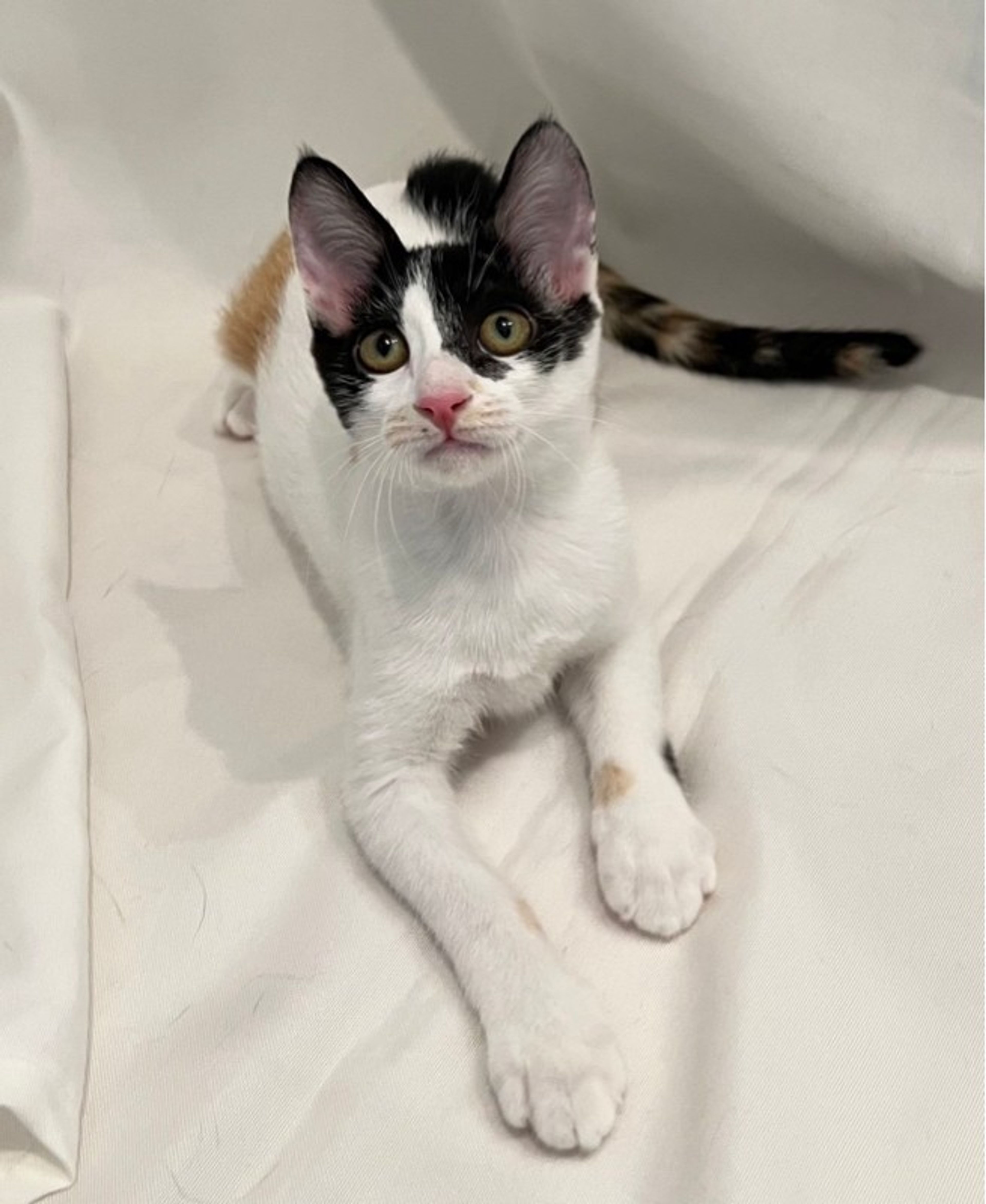 pet-image-2