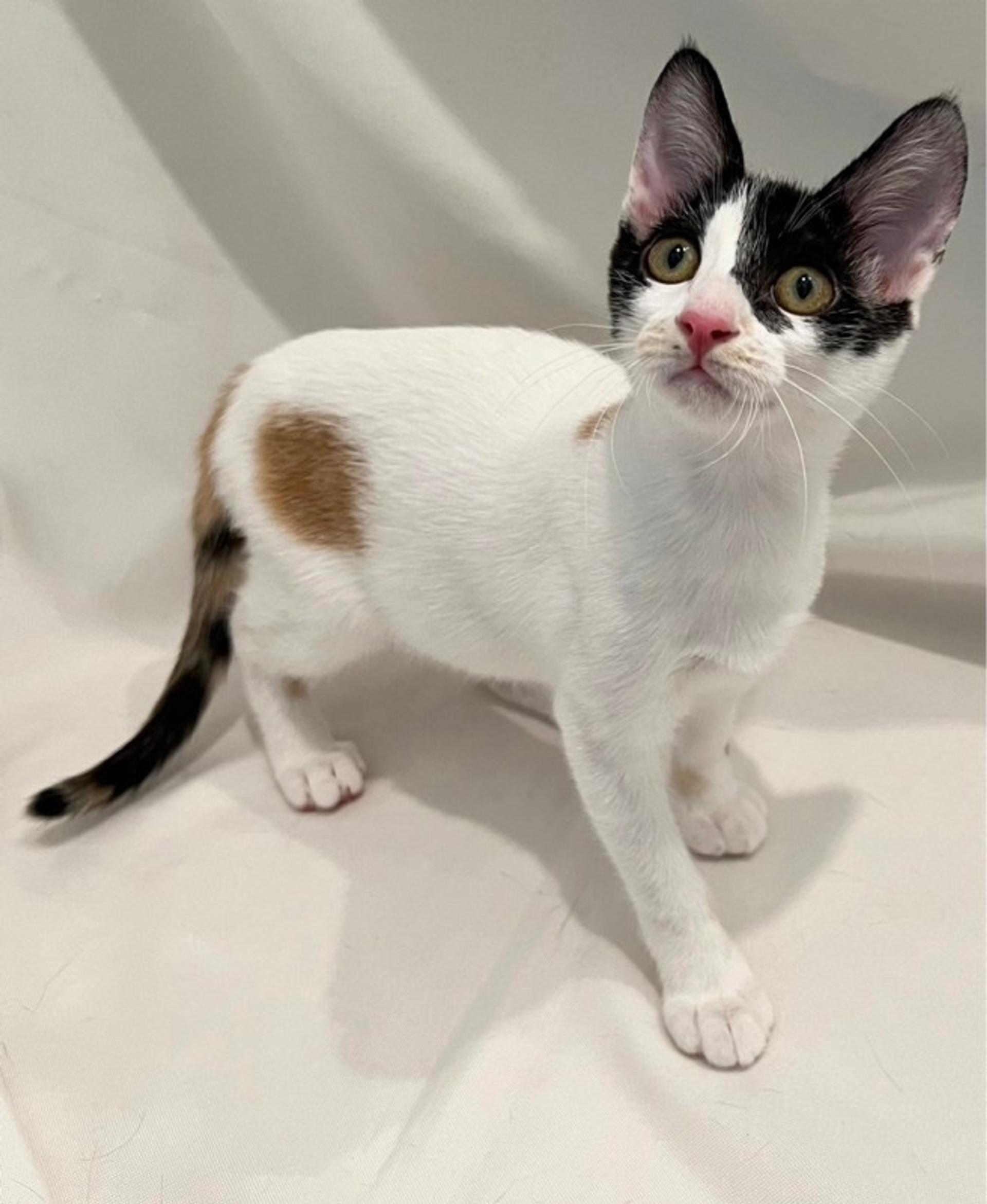 pet-image-3