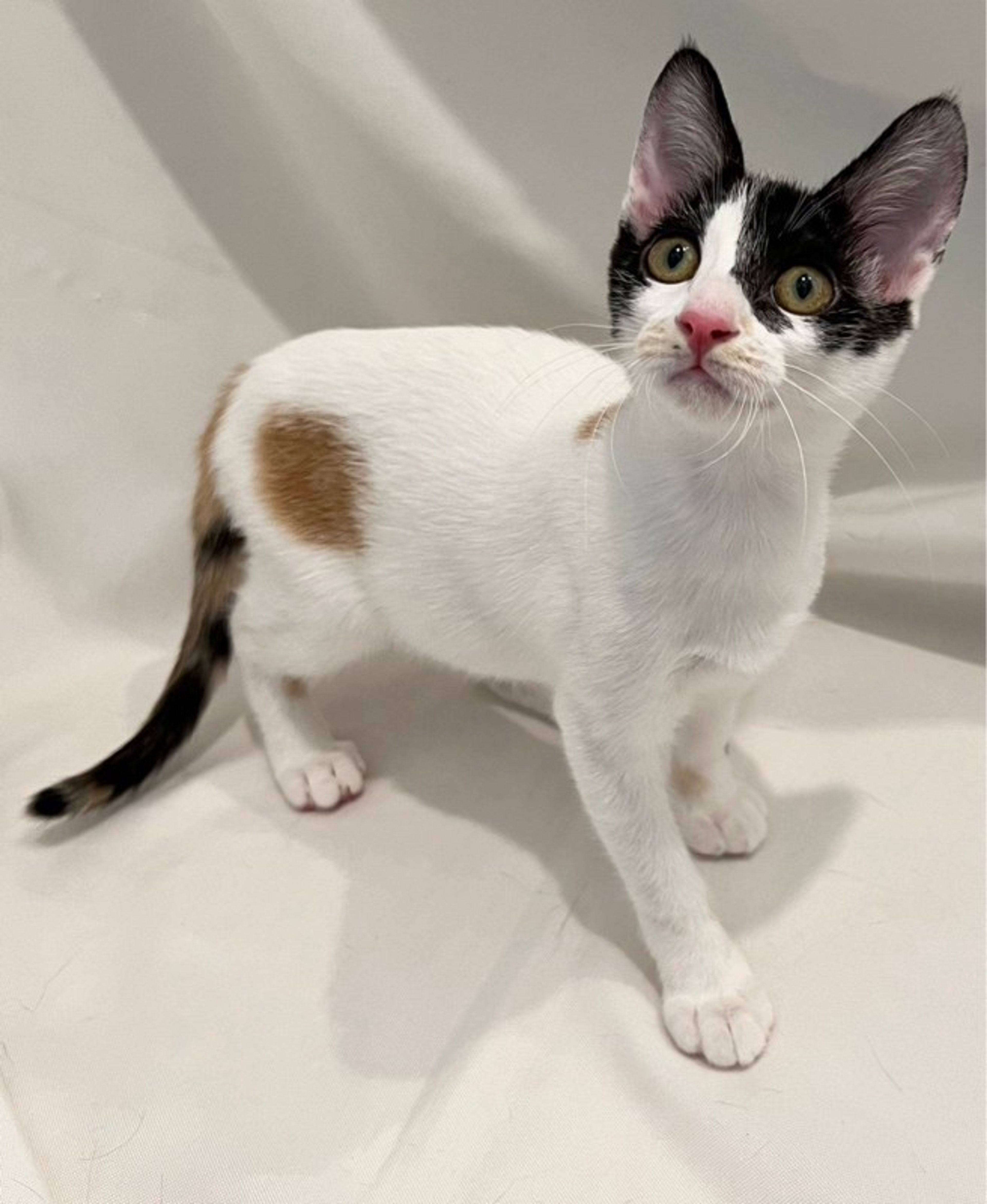 pet-image-3