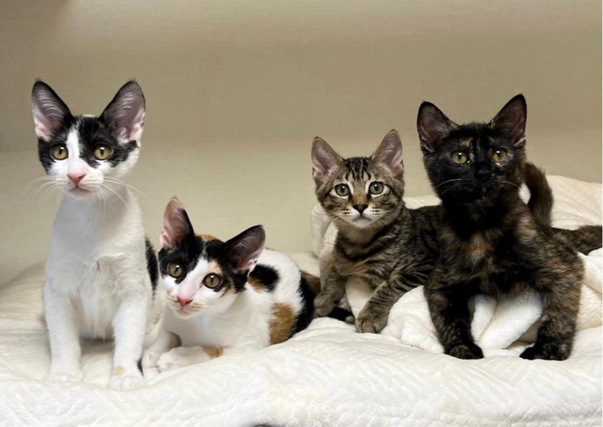 pet-image-4