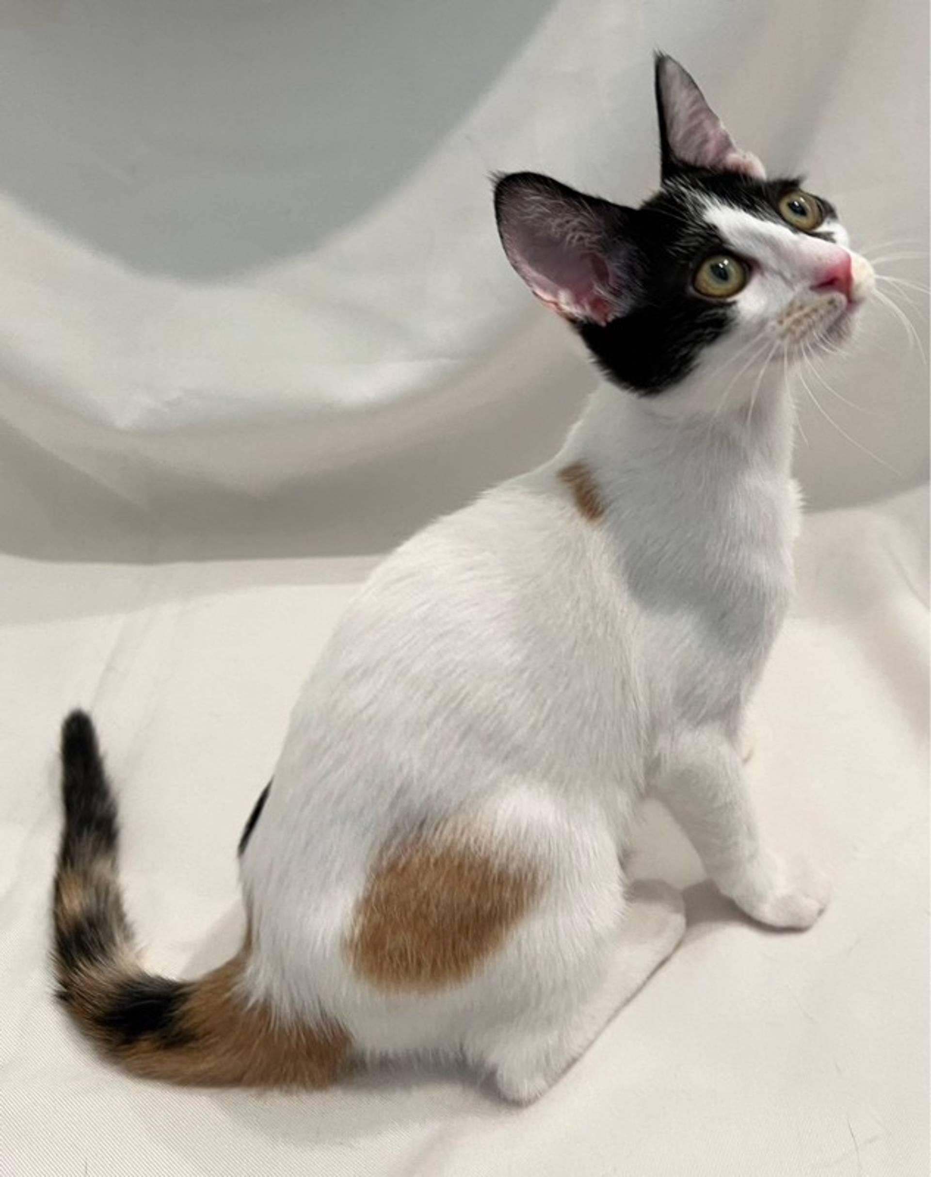 雑種（ミックス猫）・メスの里親募集の写真