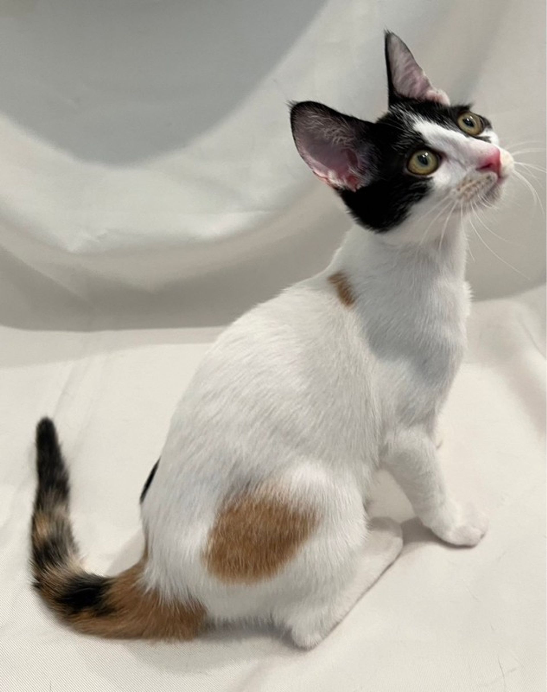 雑種（ミックス猫）・メスの里親募集の写真