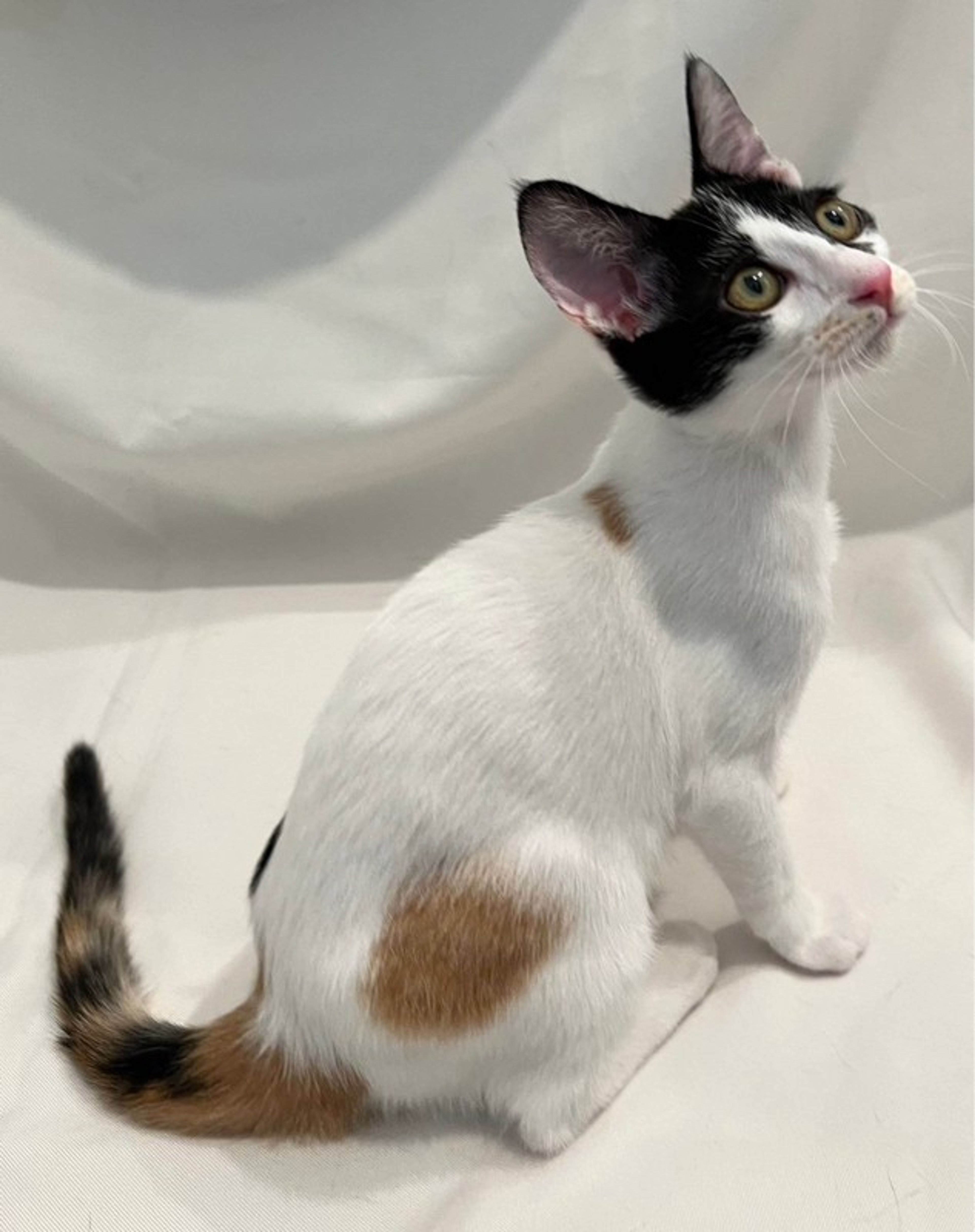 雑種（ミックス猫）・メスの里親募集の写真