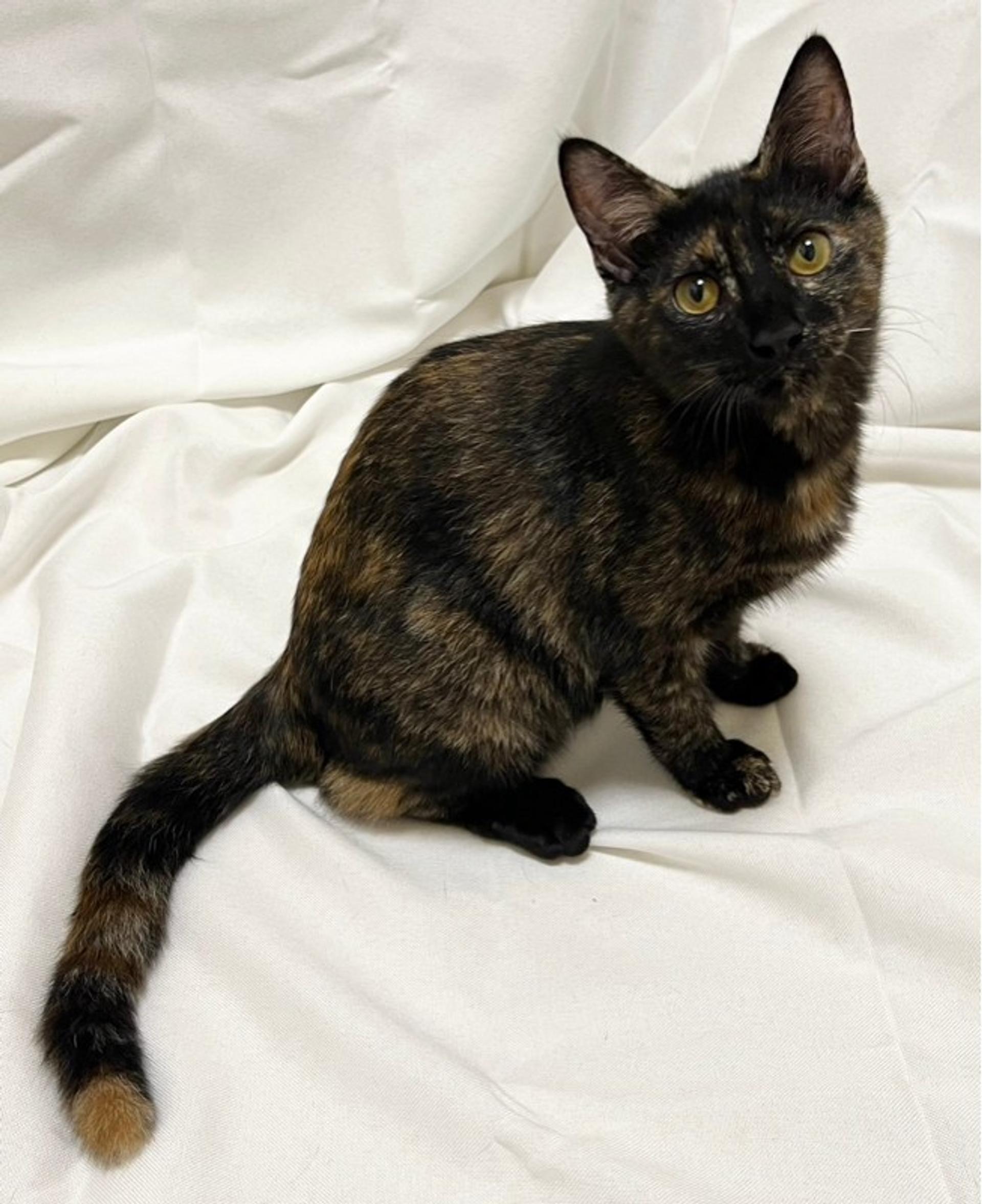 pet-image-4