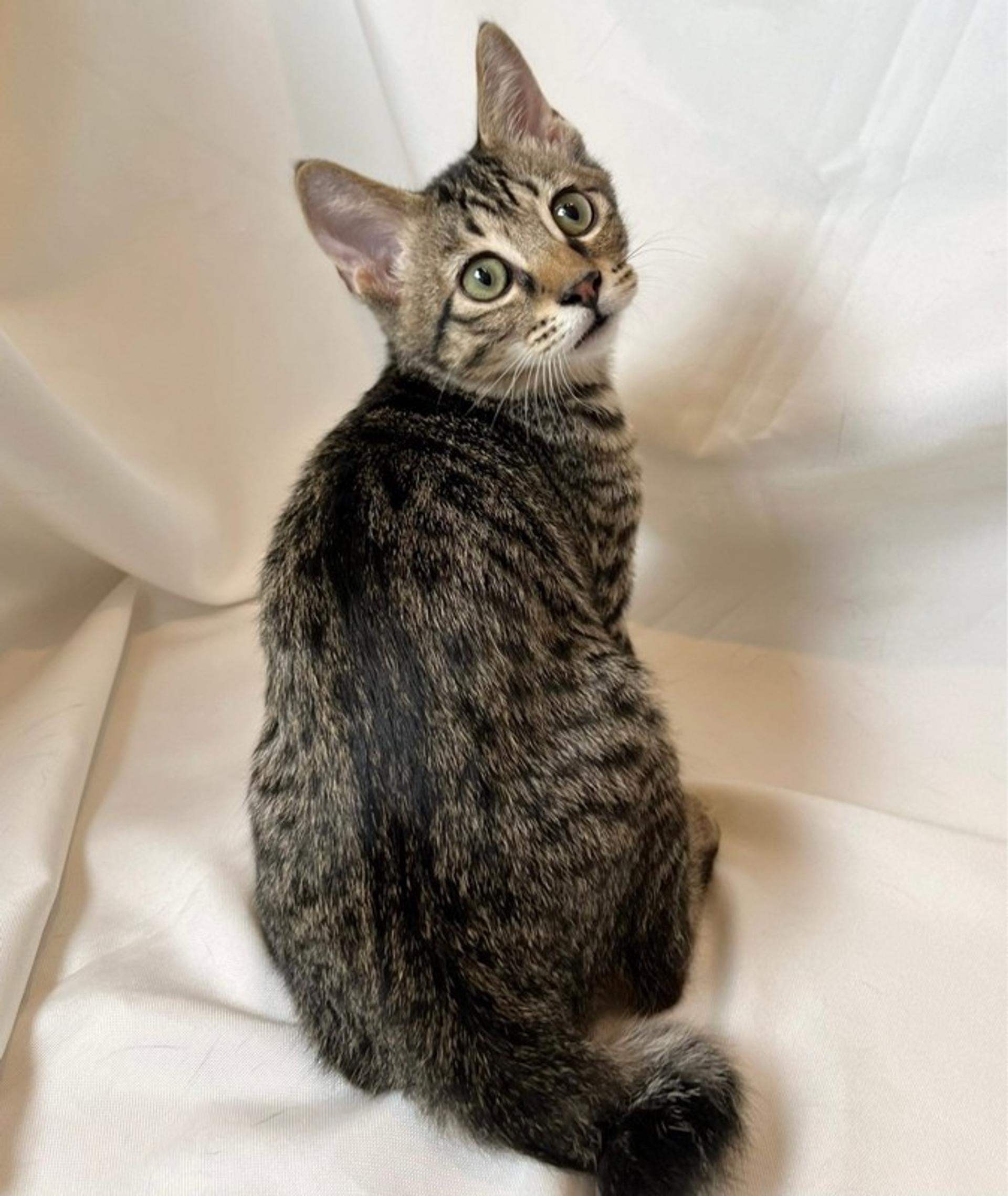 pet-image-4