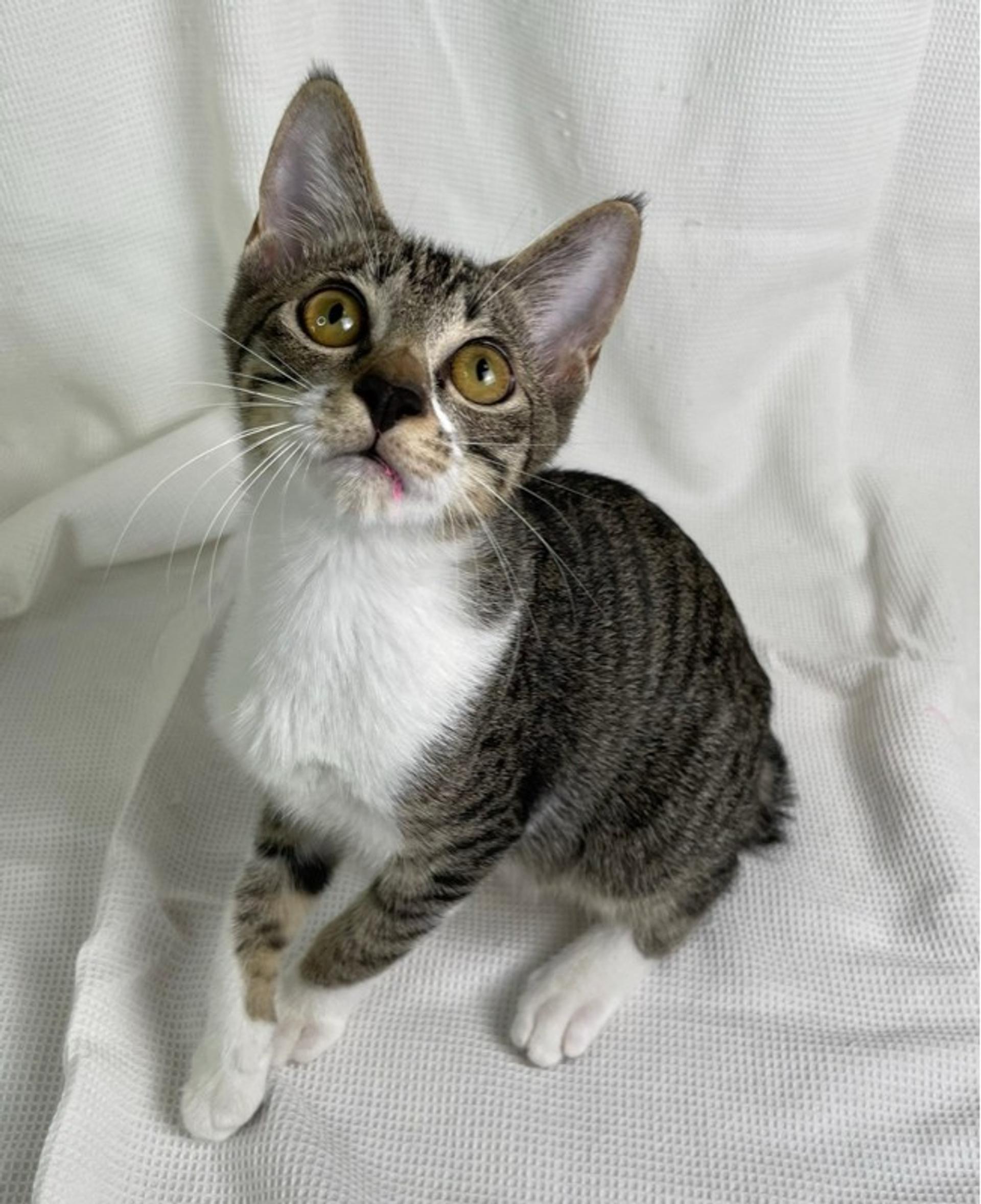 pet-image-2